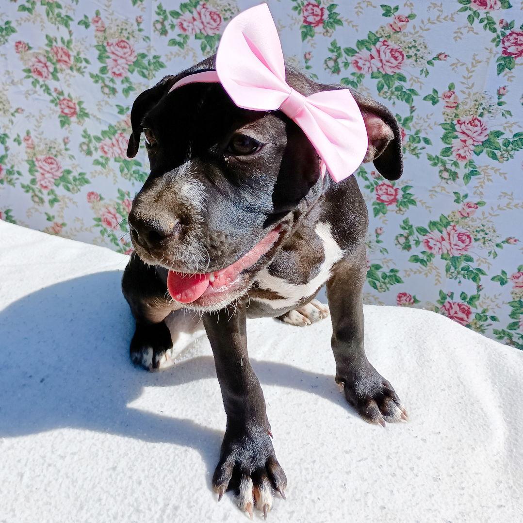 Enlarge Gamora-in a foster home, a Adoptable American Bulldog in Apple Valley, CA image 3/3