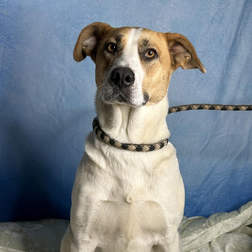 Bertie, Adoptable, Adult Female Mixed Breed.