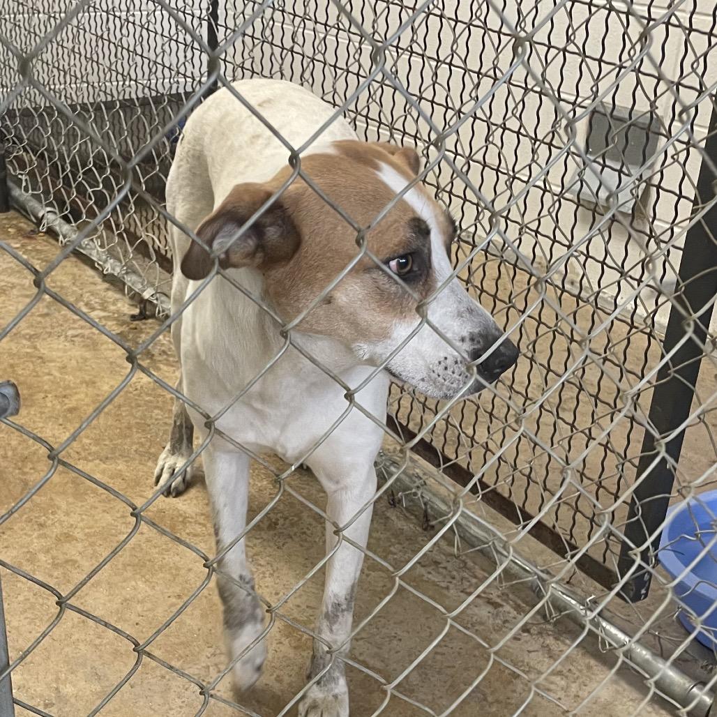 Bertie, a Adoptable Mixed Breed in Tanner, AL image 2/2