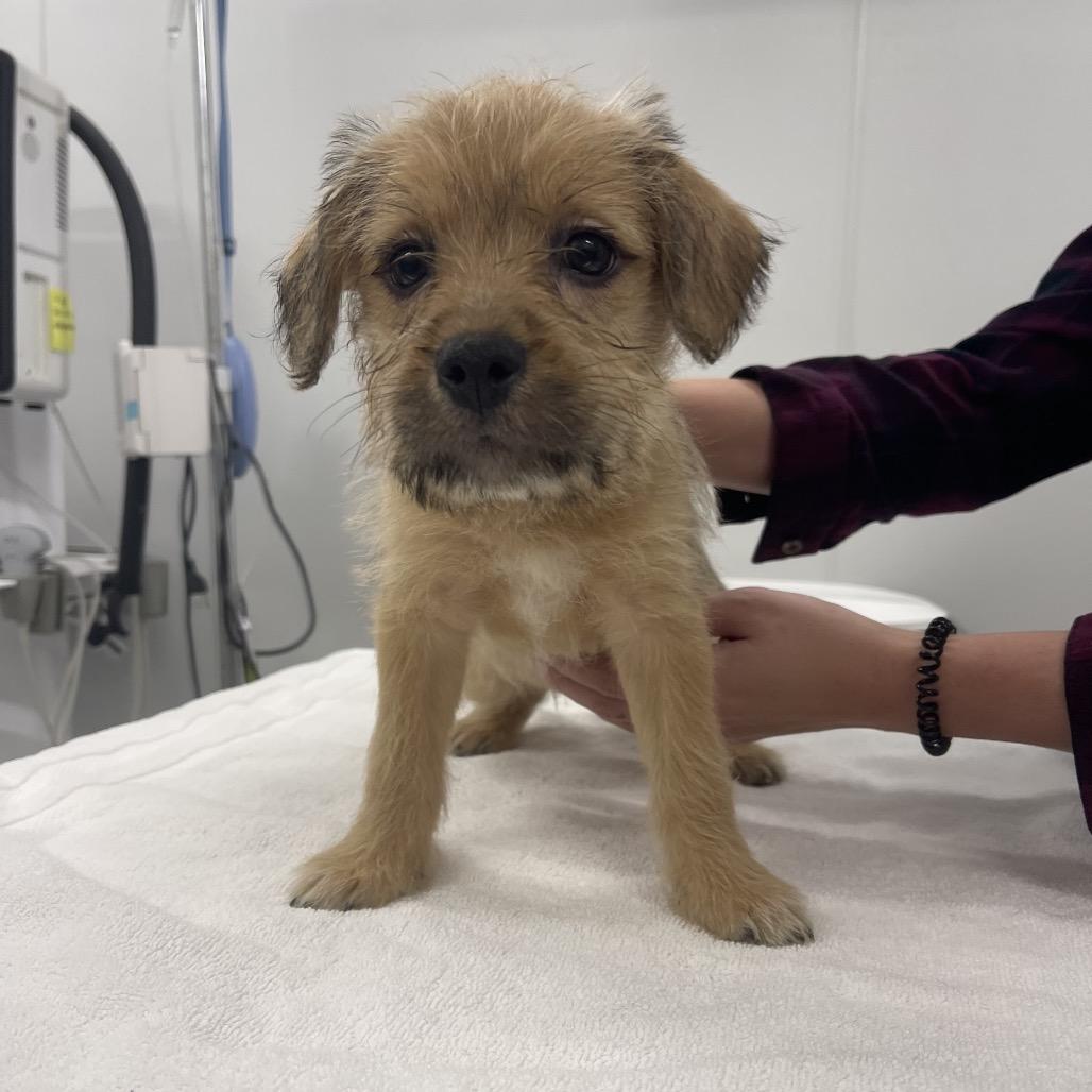 Tianna, Adoptable, Puppy Female Bernese Mountain Dog & Poodle.