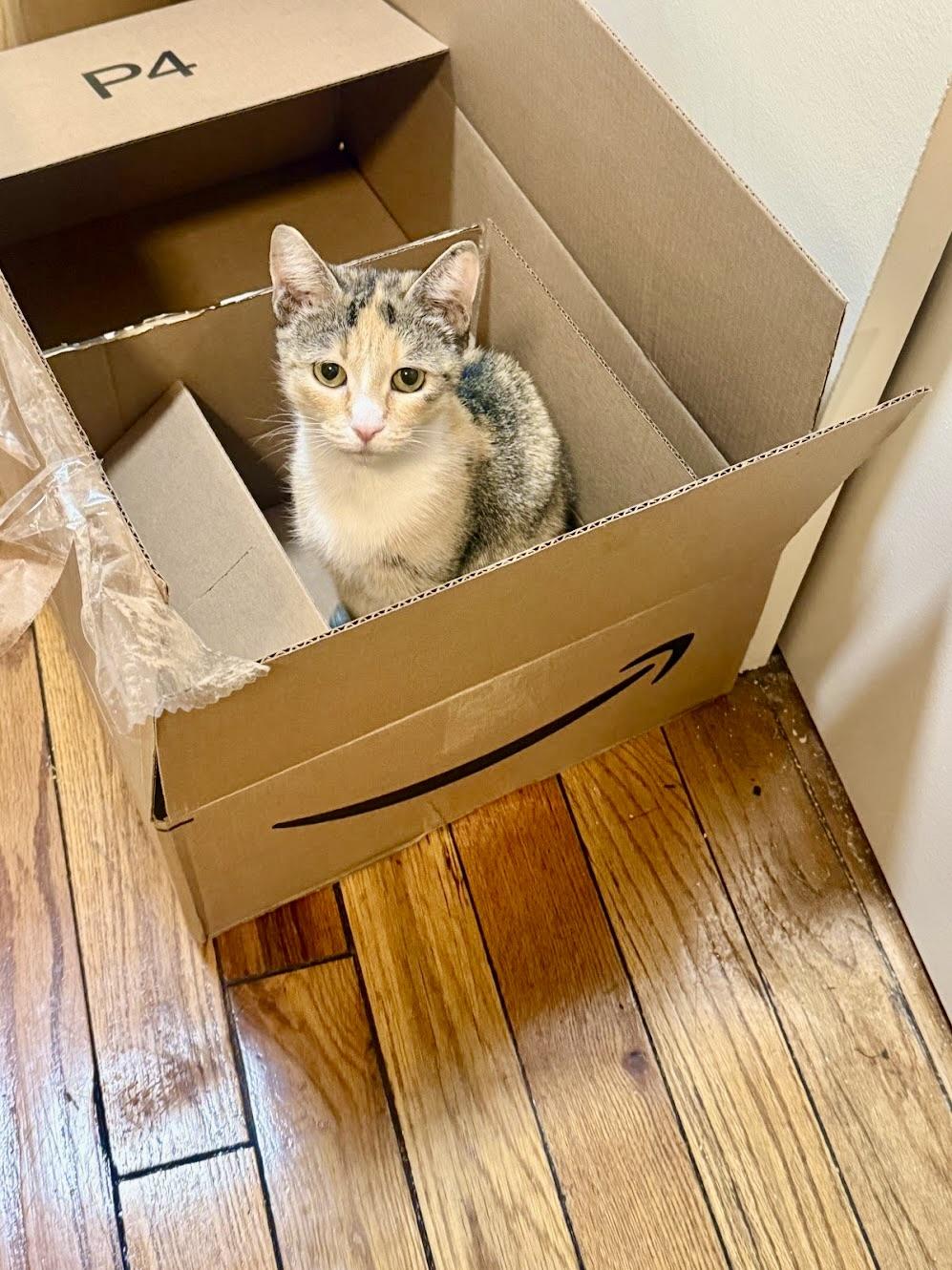 Enlarge Mabel, a Adoptable Calico in New York, NY image 3/6