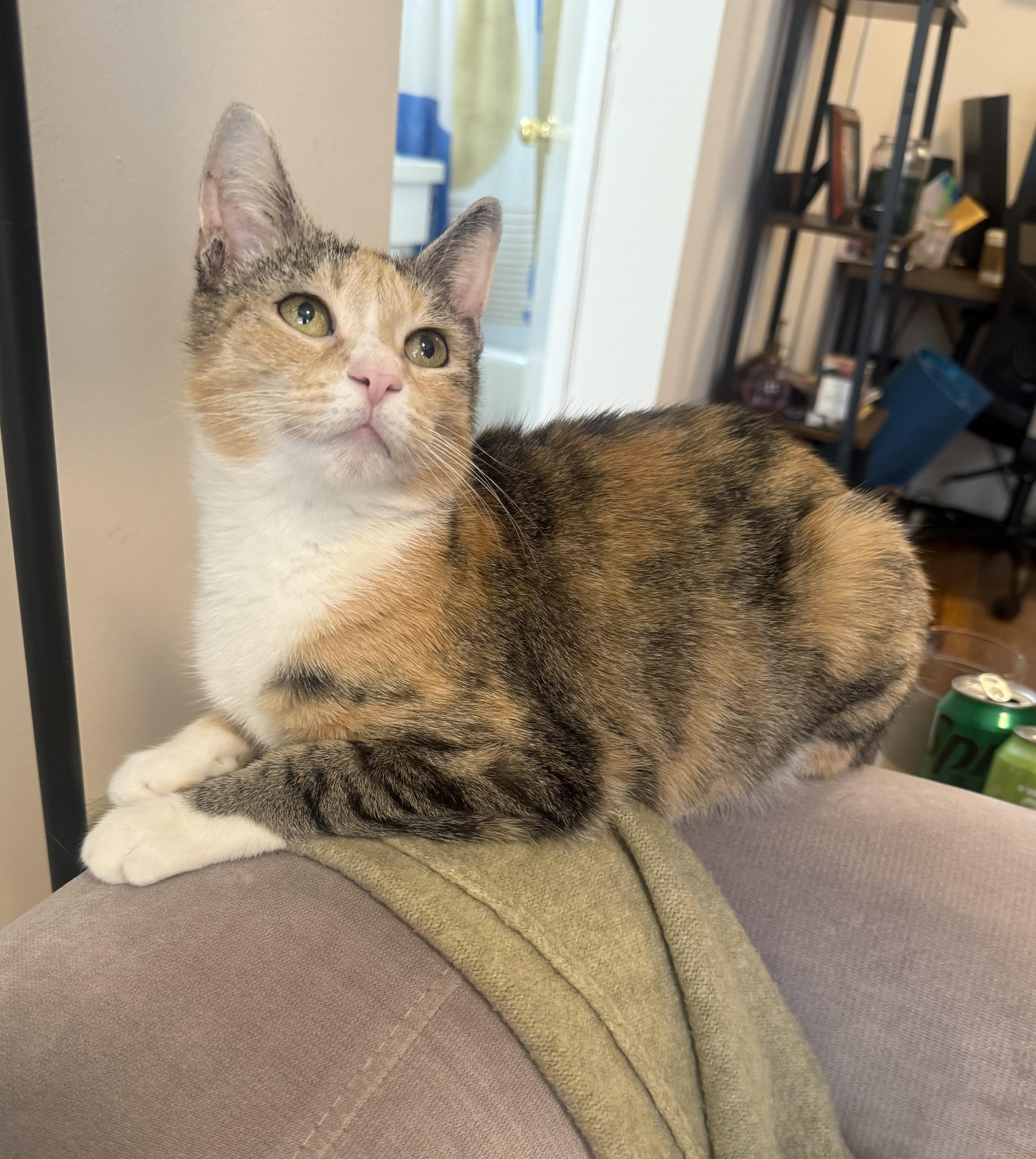 Mabel, Adoptable, Adult Female Calico.