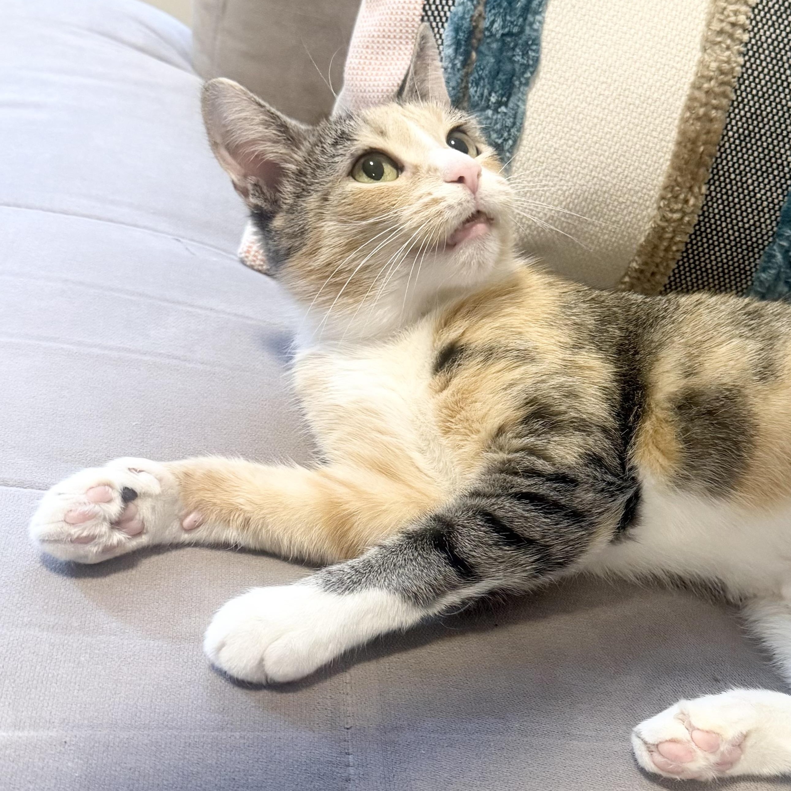 Enlarge Mabel, a Adoptable Calico in New York, NY image 2/6