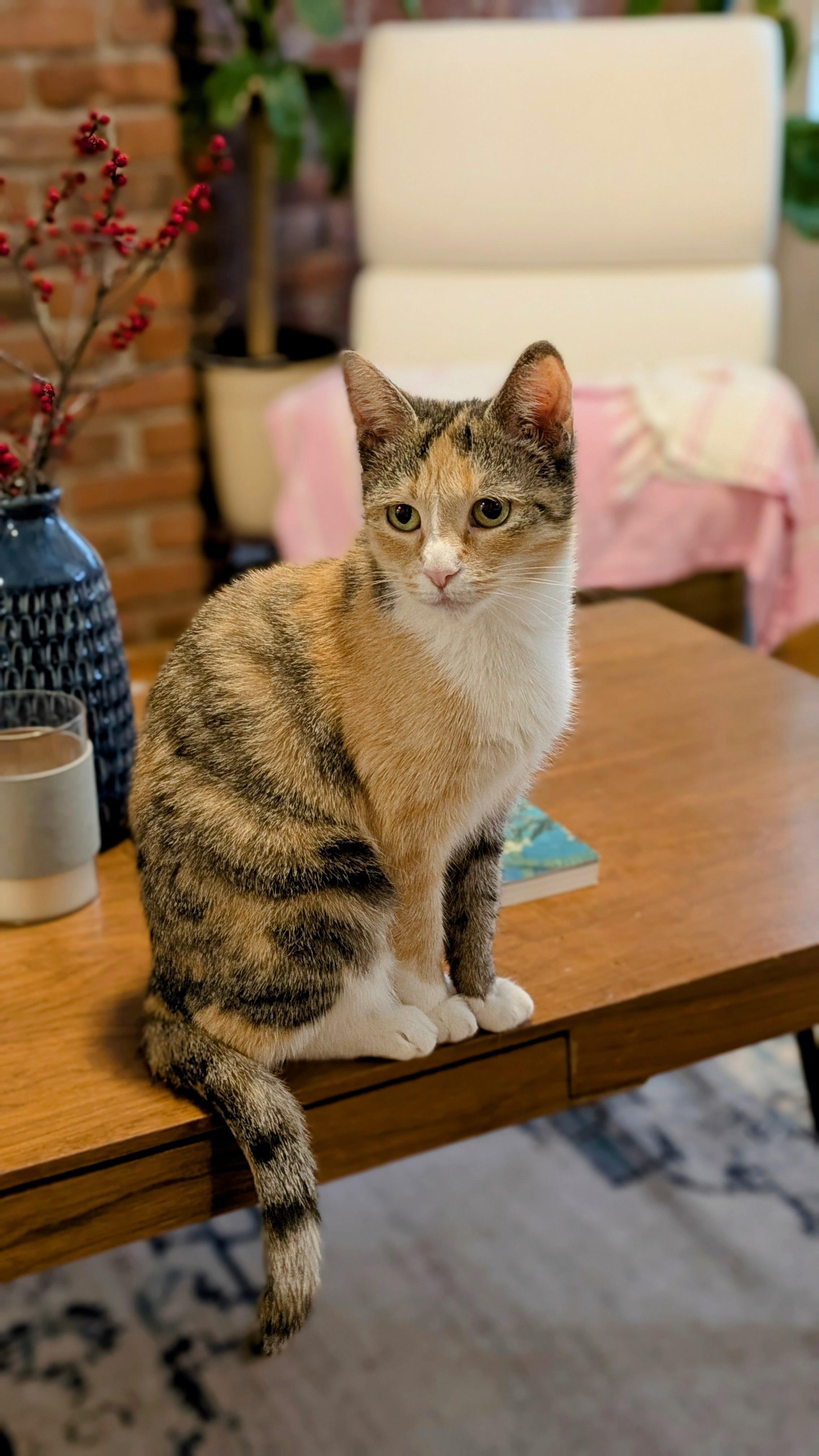 Enlarge Mabel, a Adoptable Calico in New York, NY image 6/6