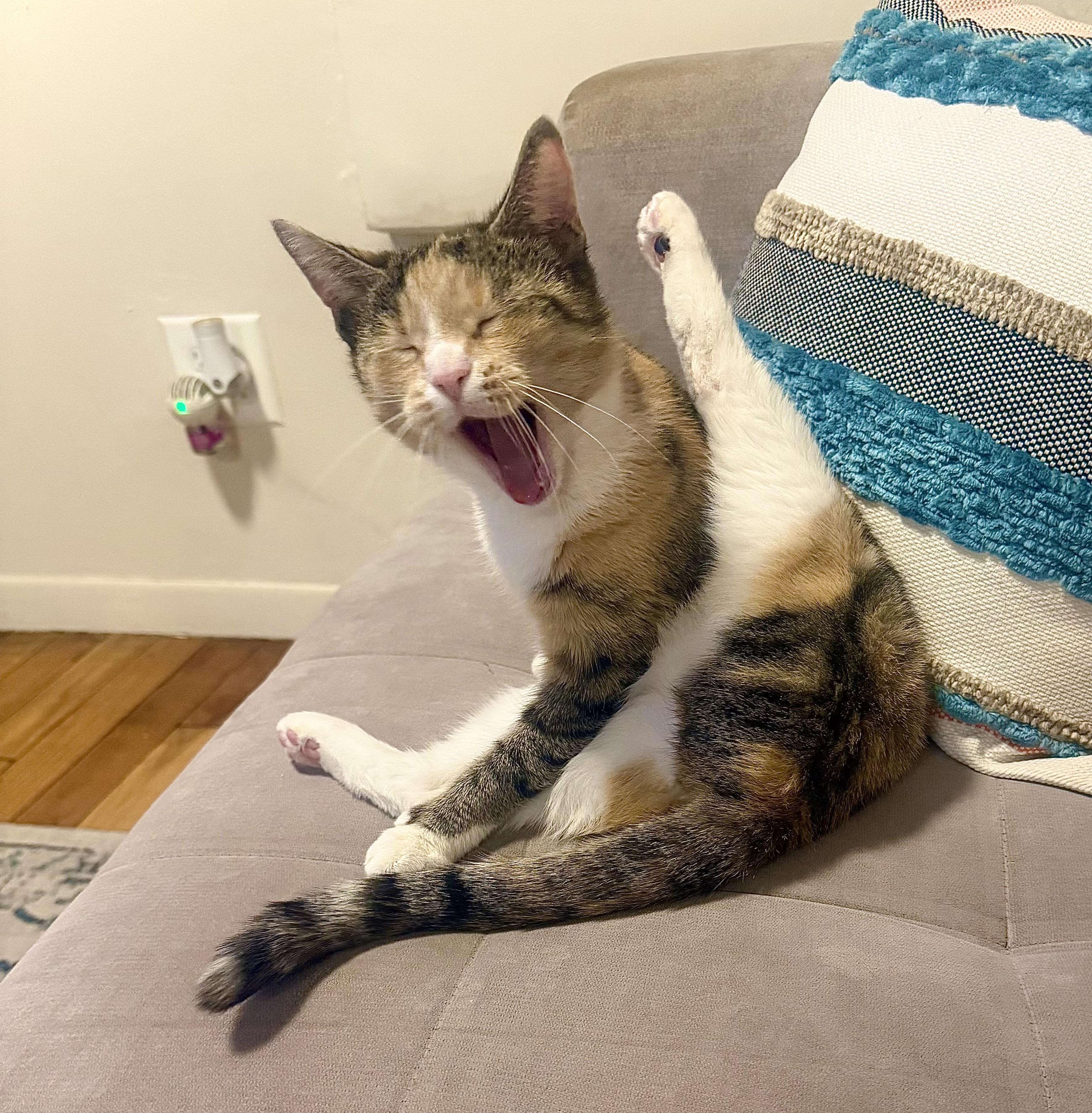 Enlarge Mabel, a Adoptable Calico in New York, NY image 5/6