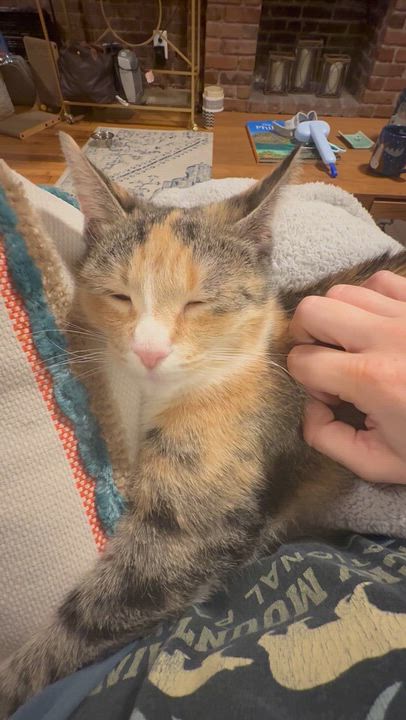 Enlarge Mabel, a Adoptable Calico in New York, NY video 4/6