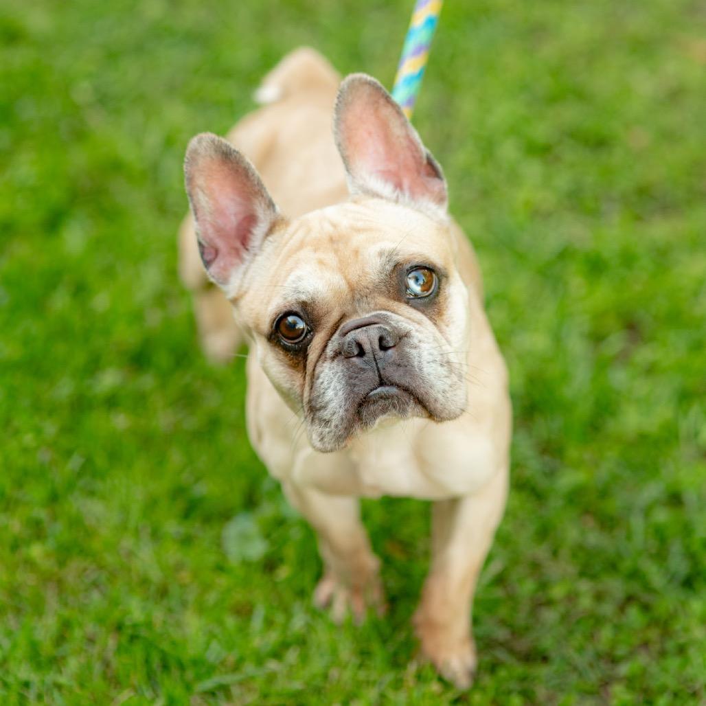 Marcella, Adopted, Adult Female French Bulldog.
