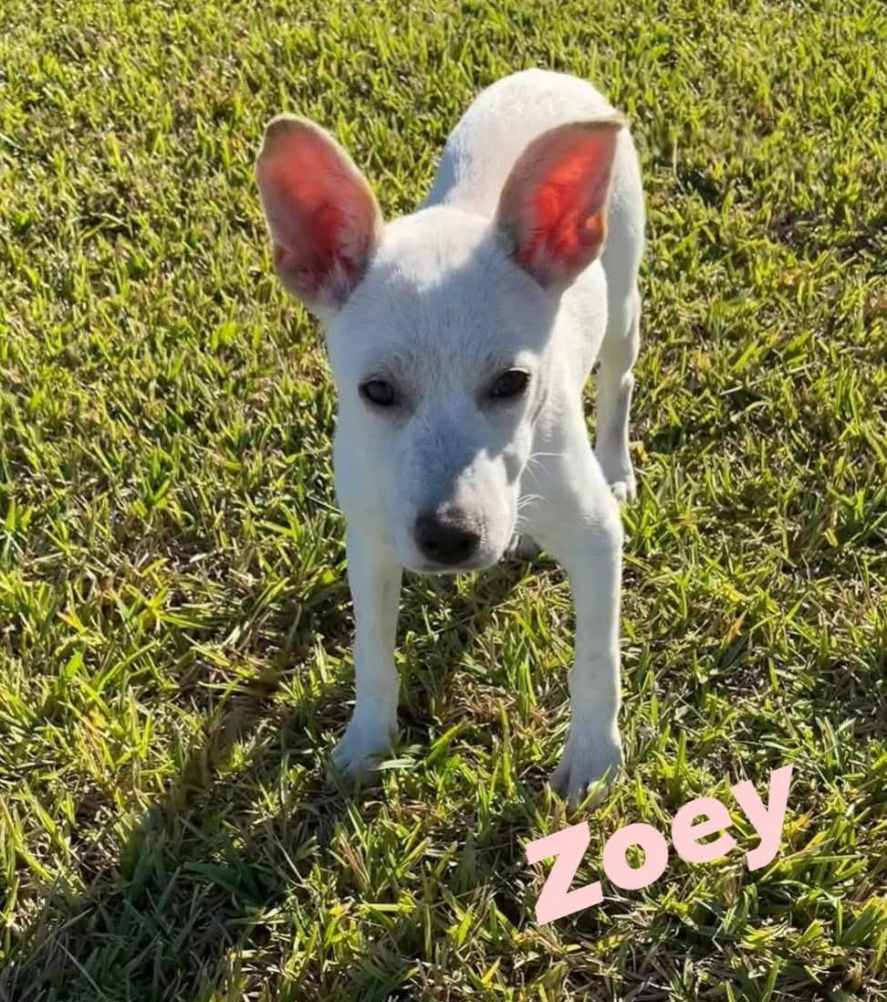 Zoey, Adoptable, Puppy Female Terrier.