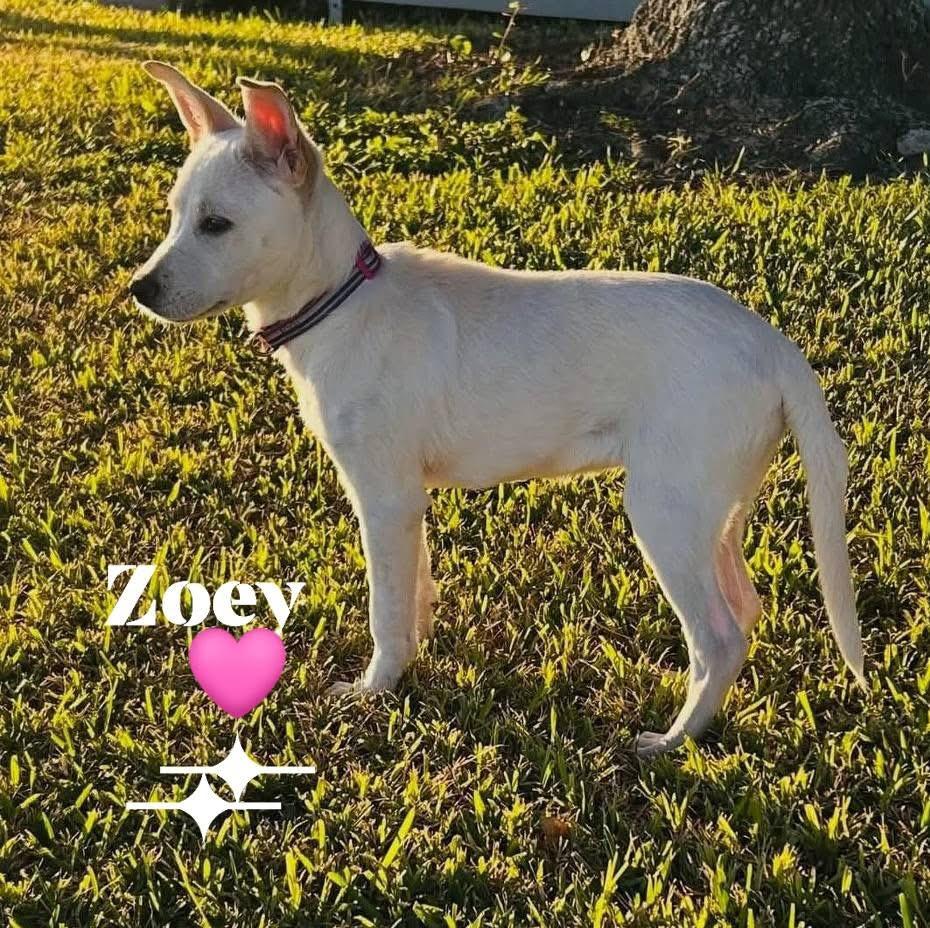 Zoey, a Adoptable mixed breed in Port Lavaca, TX image 2/4