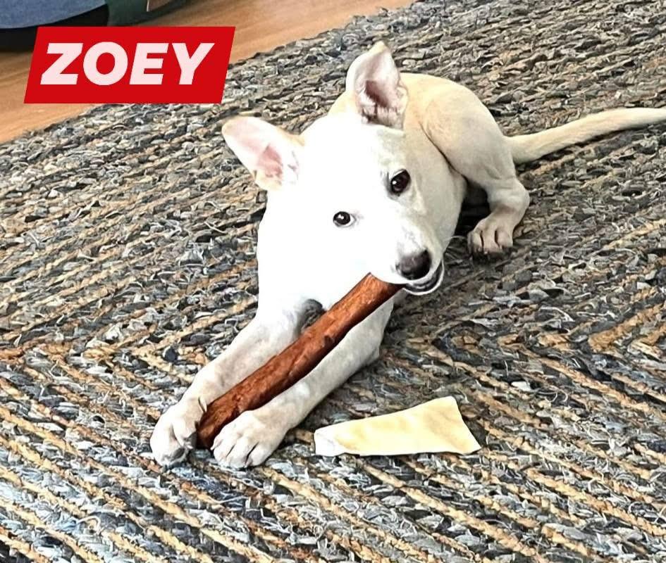 Zoey, a Adoptable mixed breed in Port Lavaca, TX image 3/4