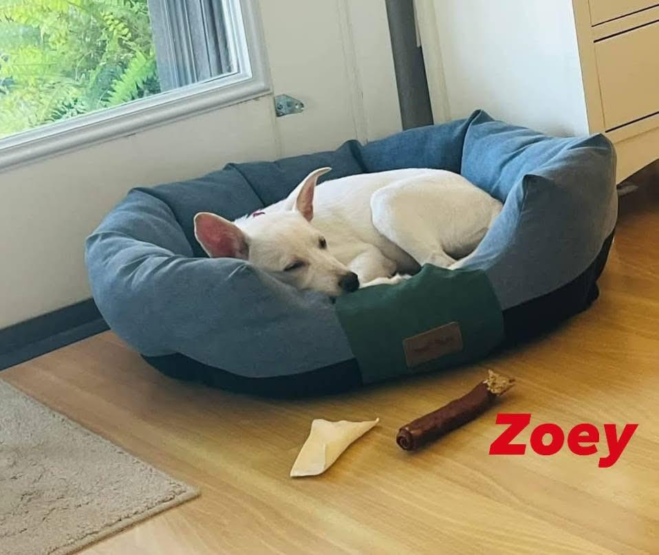 Zoey, a Adoptable mixed breed in Port Lavaca, TX image 4/4