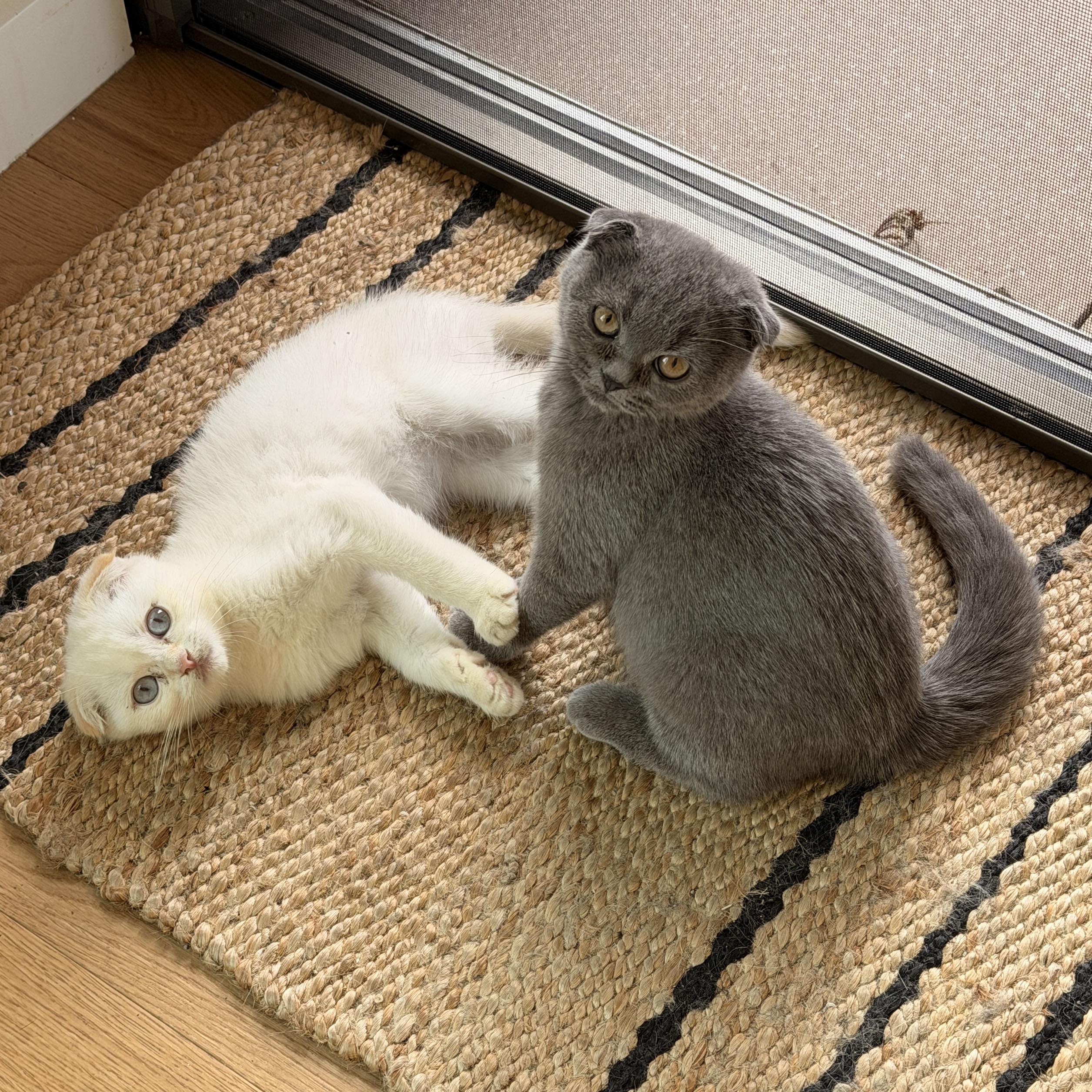 Oberon & Janus, Adoptable, Kitten Male Scottish Fold.
