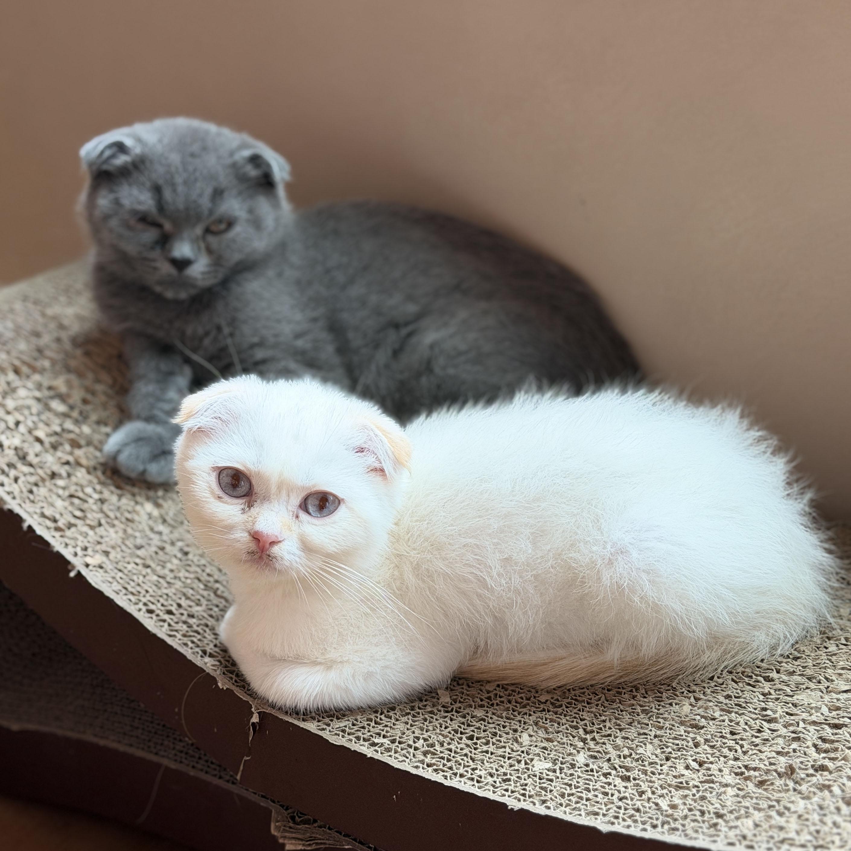 Enlarge Oberon & Janus, a Adoptable Scottish Fold in BROOKLYN, NY image 6/6