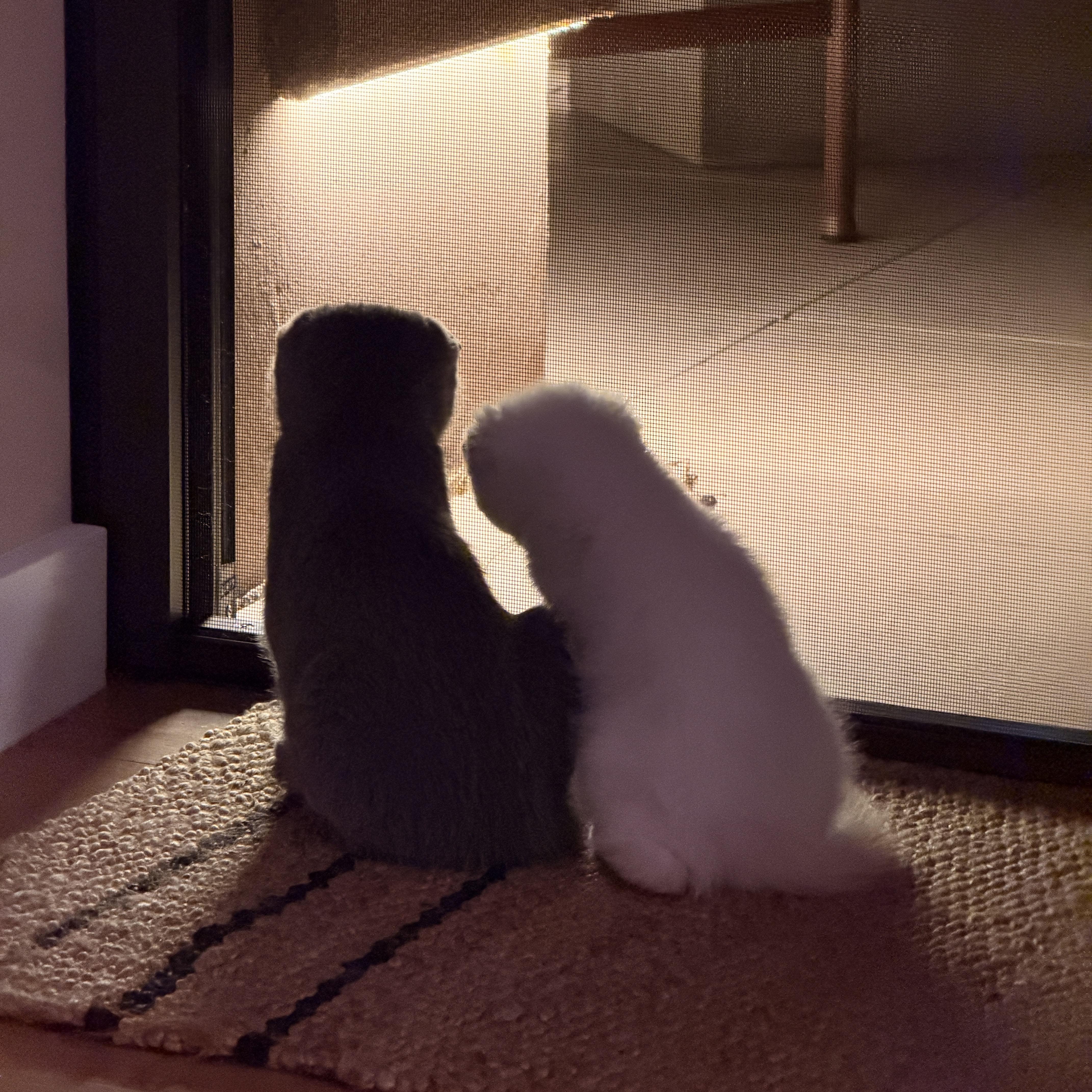 Enlarge Oberon & Janus, a Adoptable Scottish Fold in BROOKLYN, NY image 5/6
