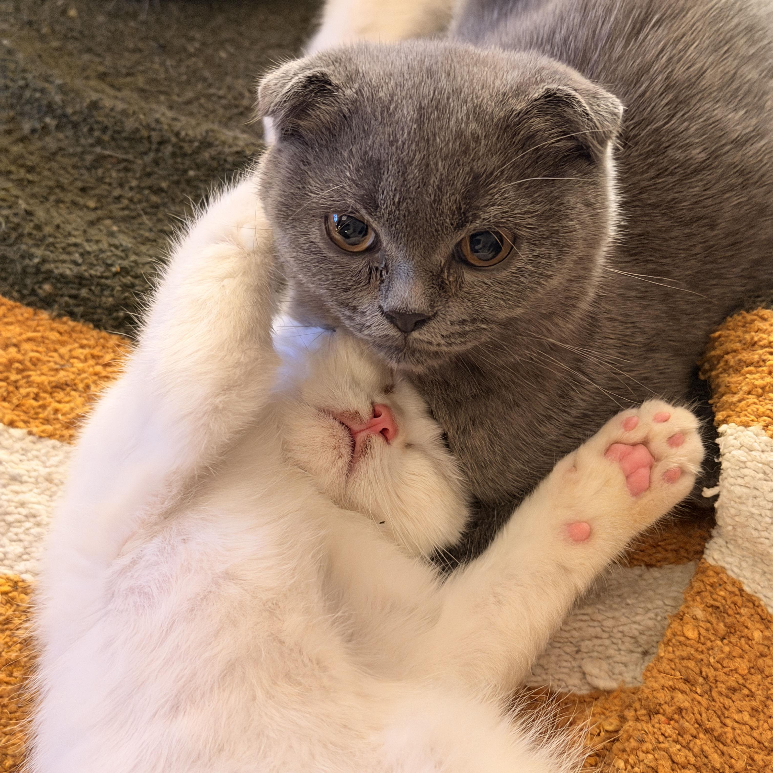 Enlarge Oberon & Janus, a Adoptable Scottish Fold in BROOKLYN, NY image 2/6