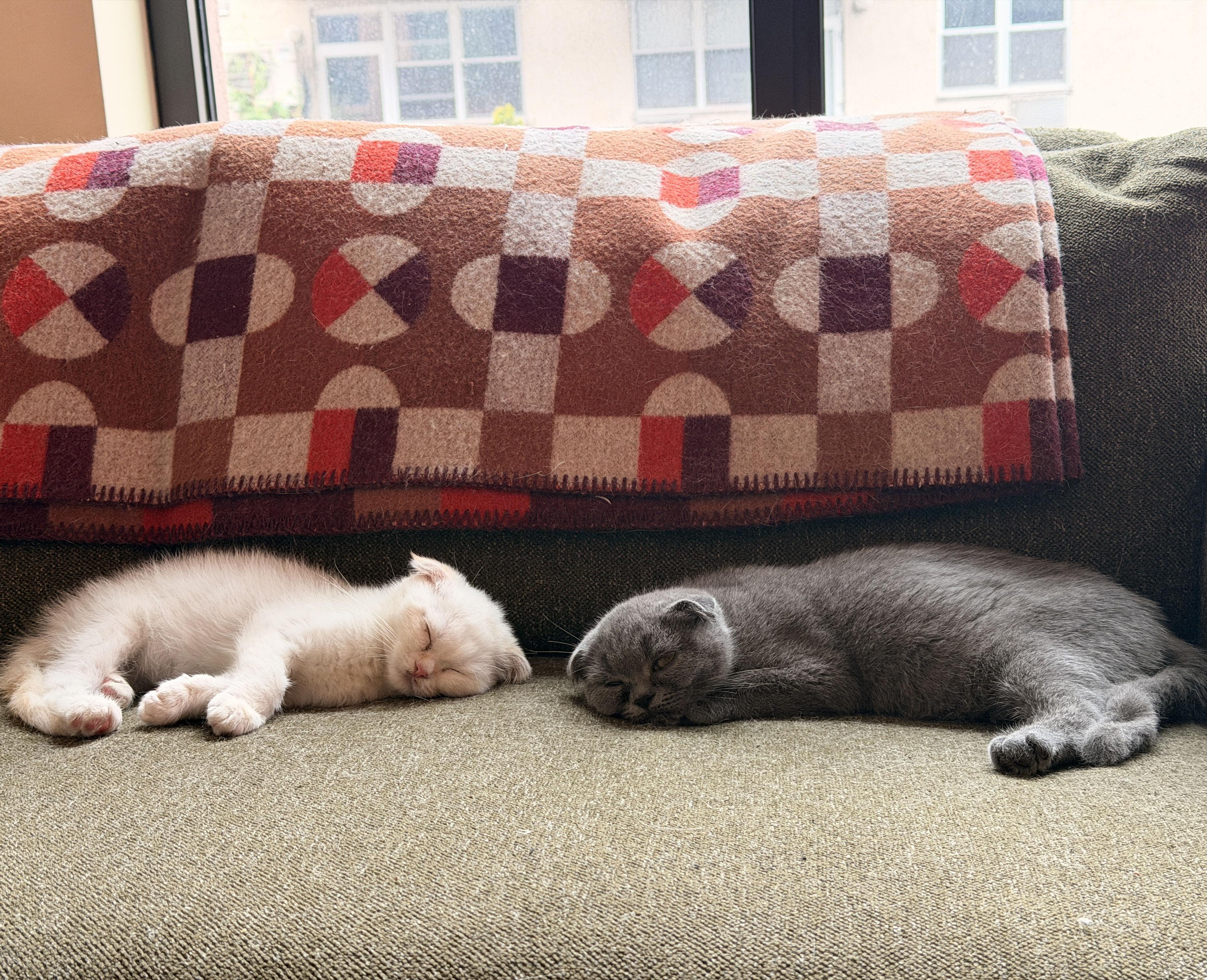 Enlarge Oberon & Janus, a Adoptable Scottish Fold in BROOKLYN, NY image 3/6