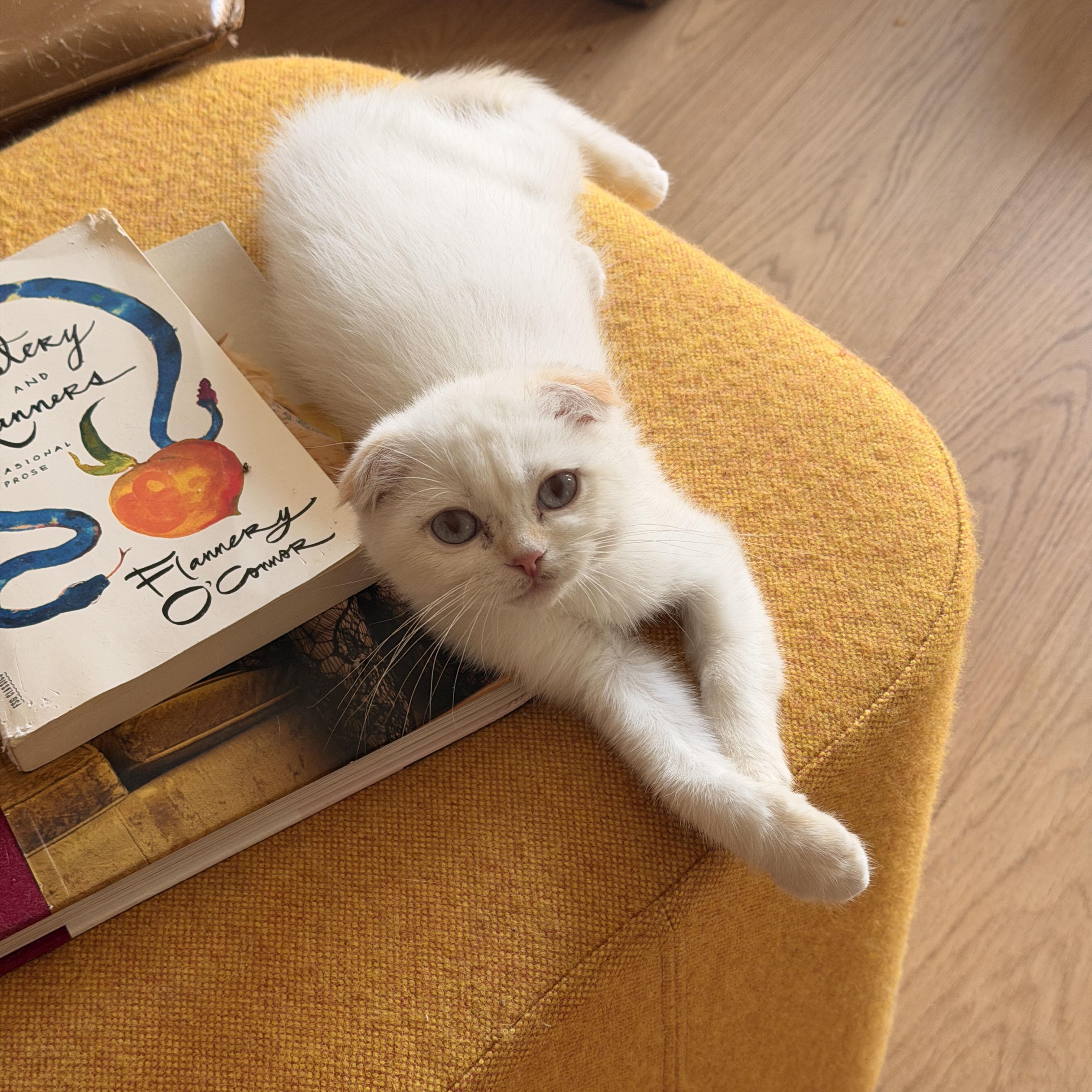 Enlarge Oberon & Janus, a Adoptable Scottish Fold in BROOKLYN, NY image 4/6