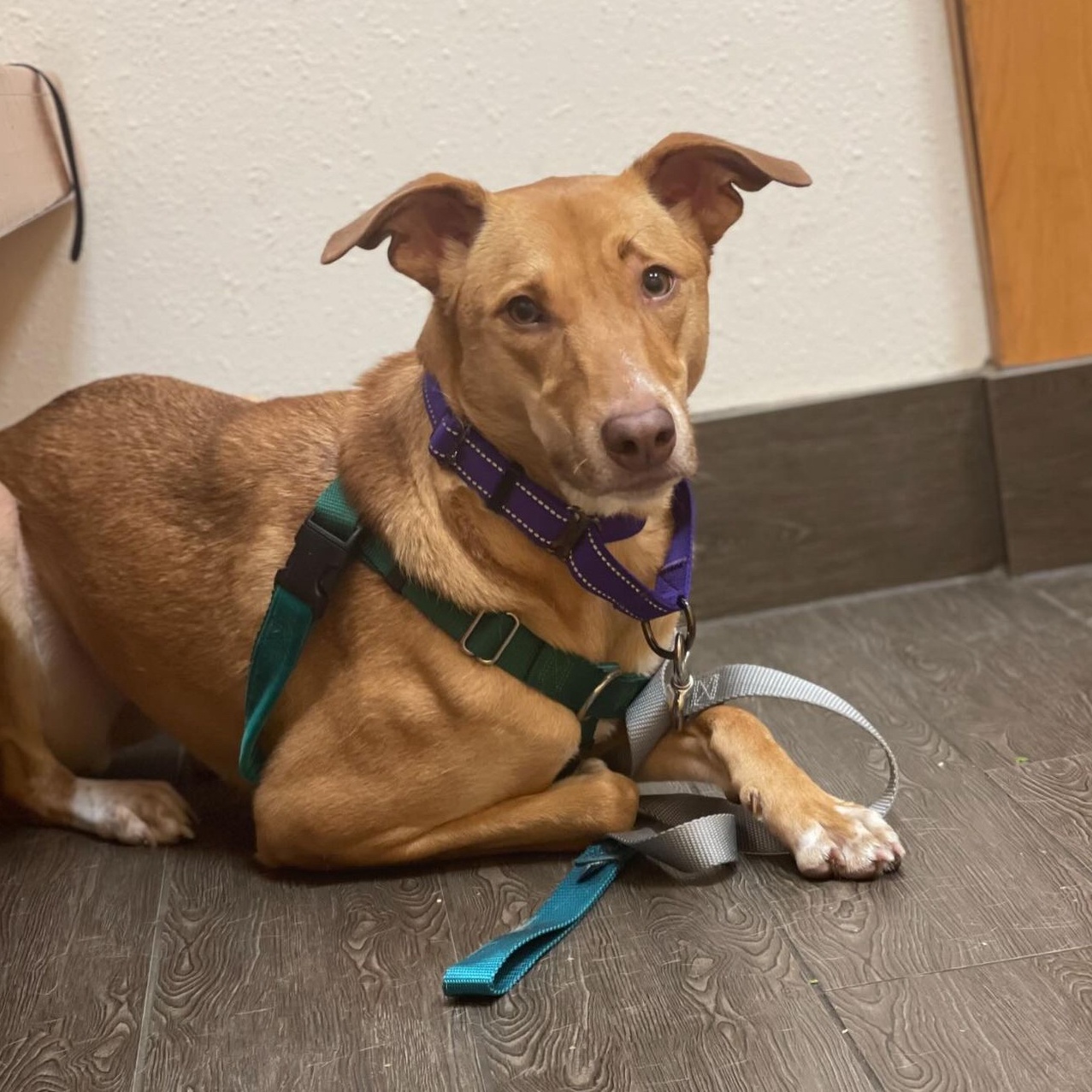 Ginger, Adult Female Mixed Breed