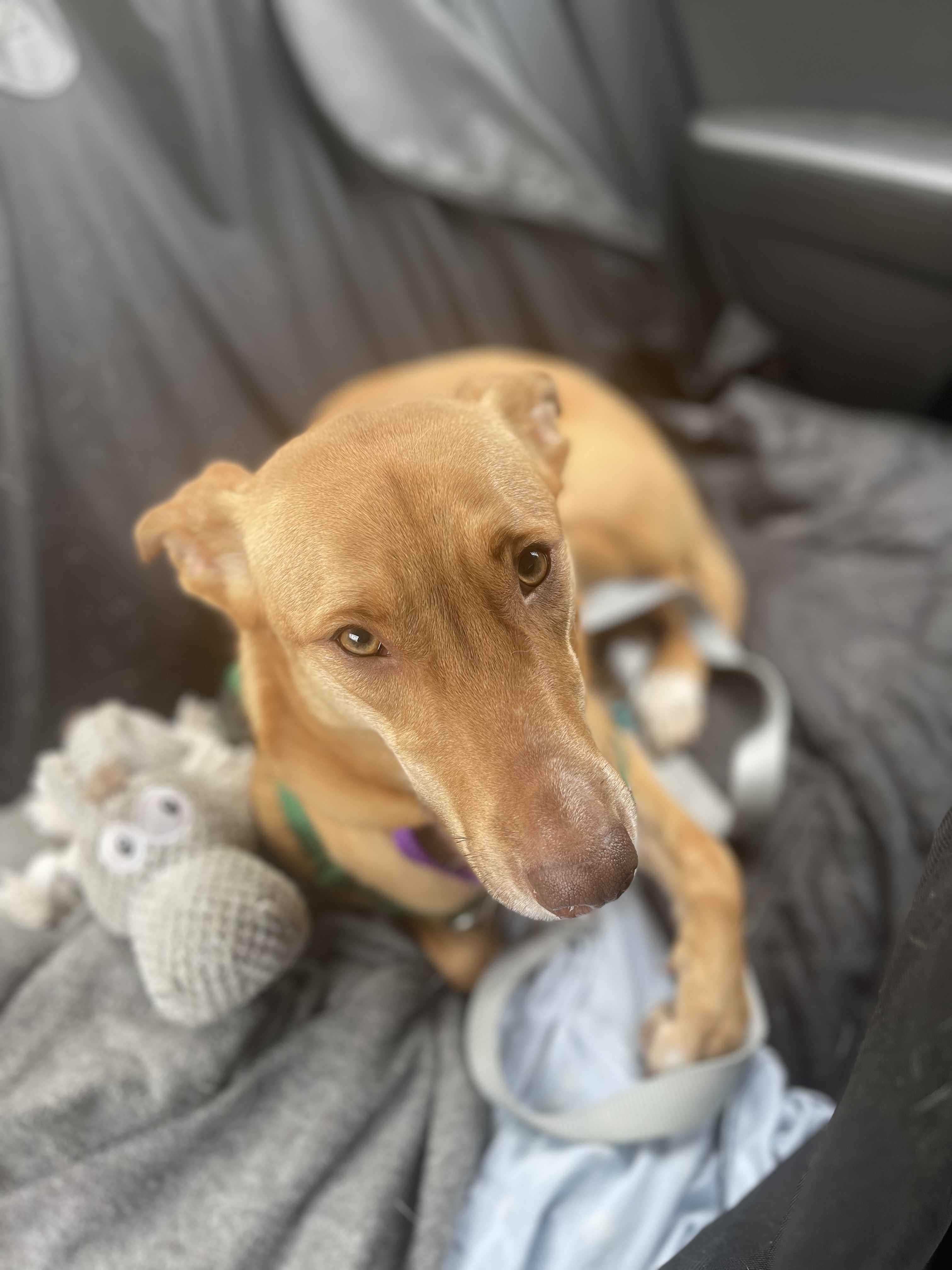 Enlarge Ginger, a Adoptable Mixed Breed image 10/11