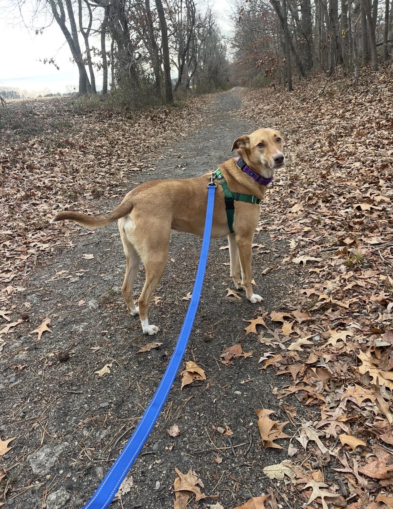 Enlarge Ginger, a Adoptable mixed breed in Bridgeton, NJ image 2/6