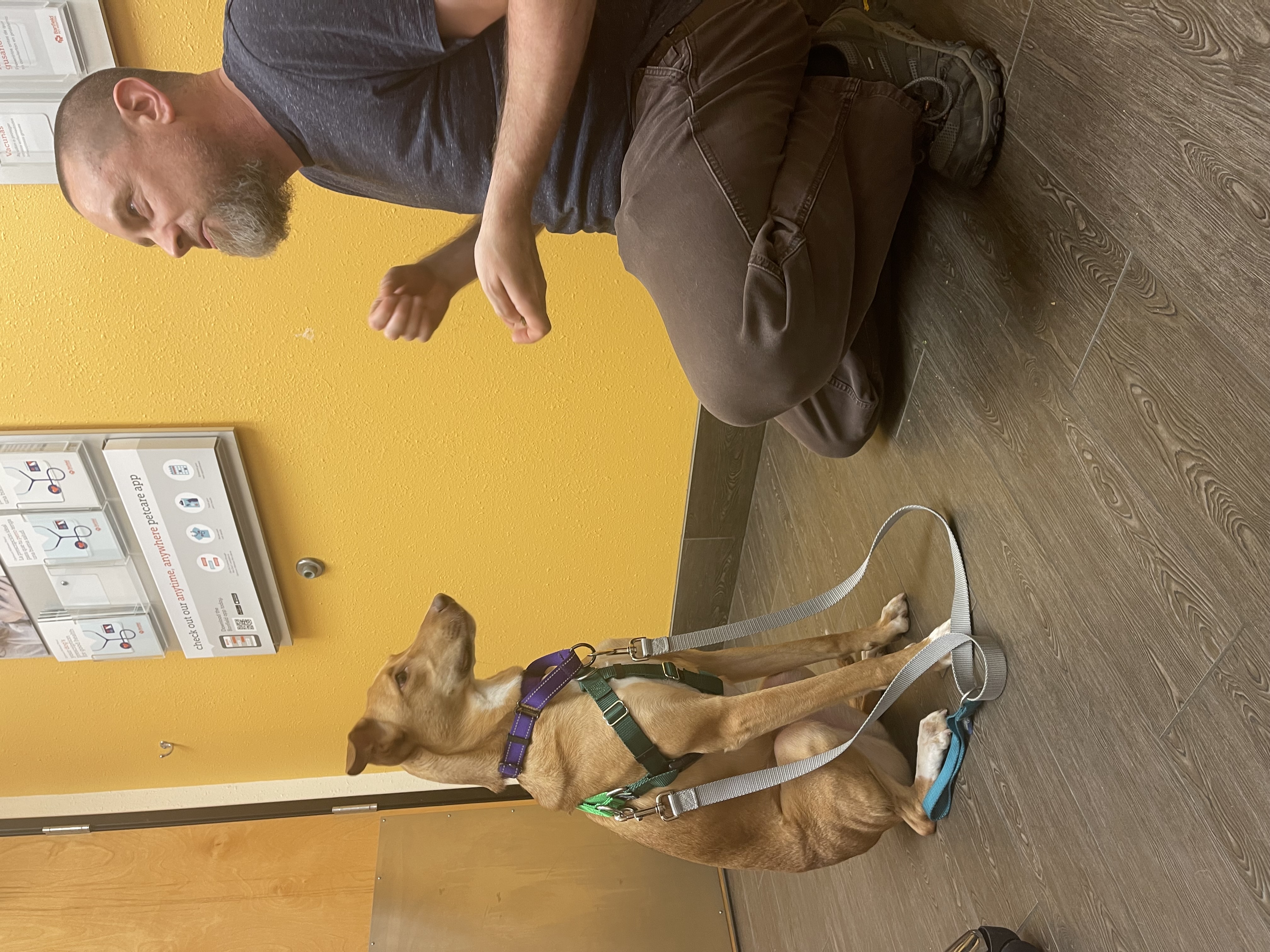 Enlarge Ginger, a Adoptable Mixed Breed image 11/11