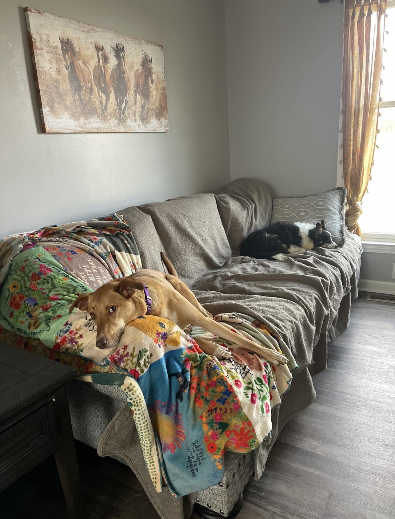 Enlarge Ginger, a Adoptable mixed breed in Bridgeton, NJ image 3/6