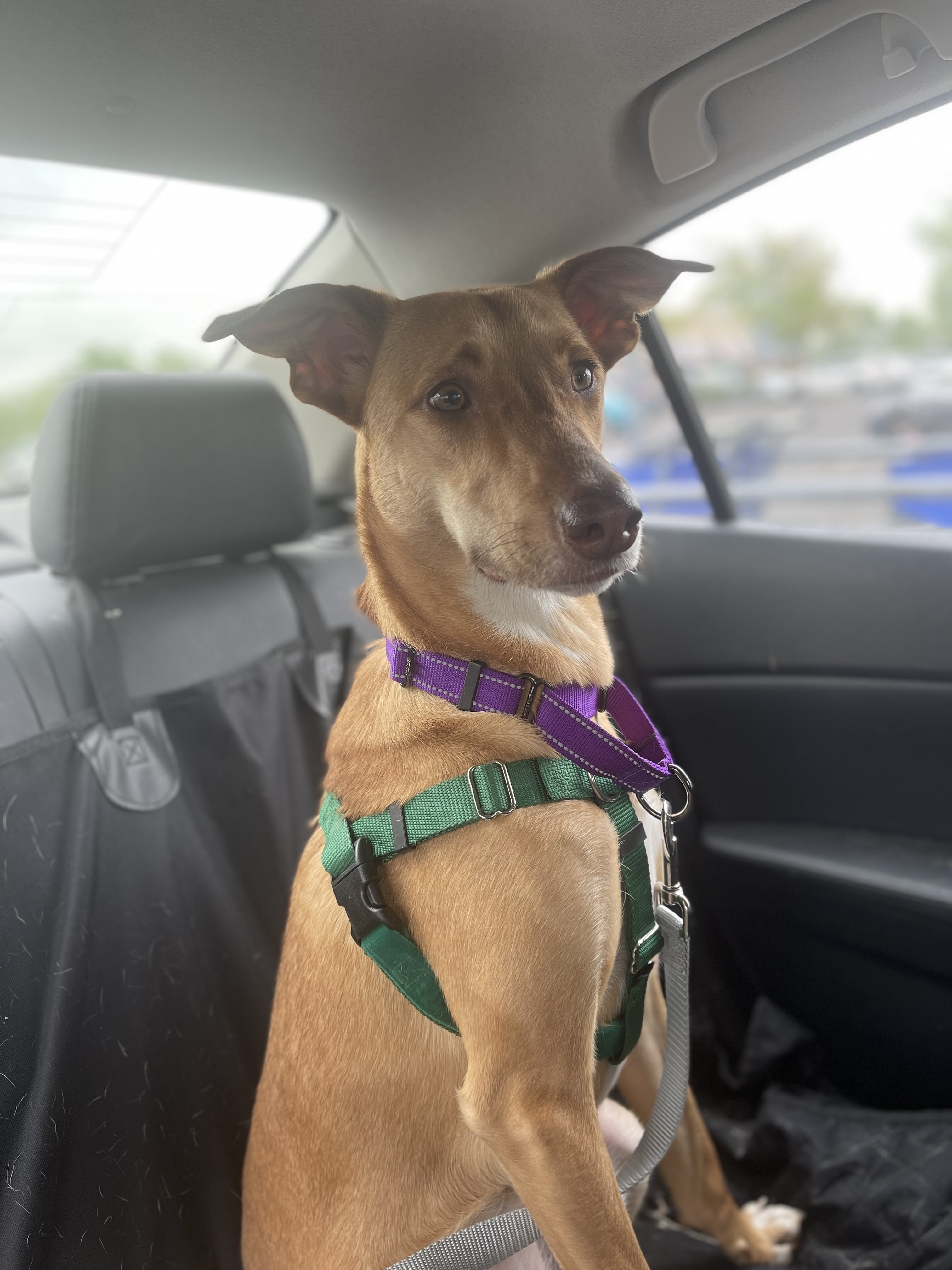 Enlarge Ginger, a Adoptable Mixed Breed image 9/11