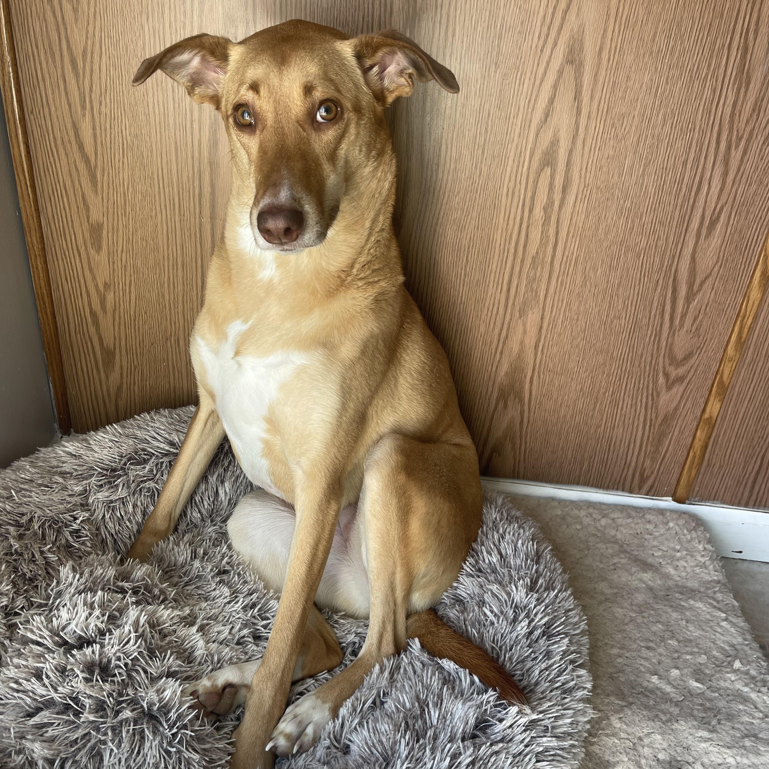 Enlarge Ginger, a Adoptable mixed breed in Bridgeton, NJ image 1/6
