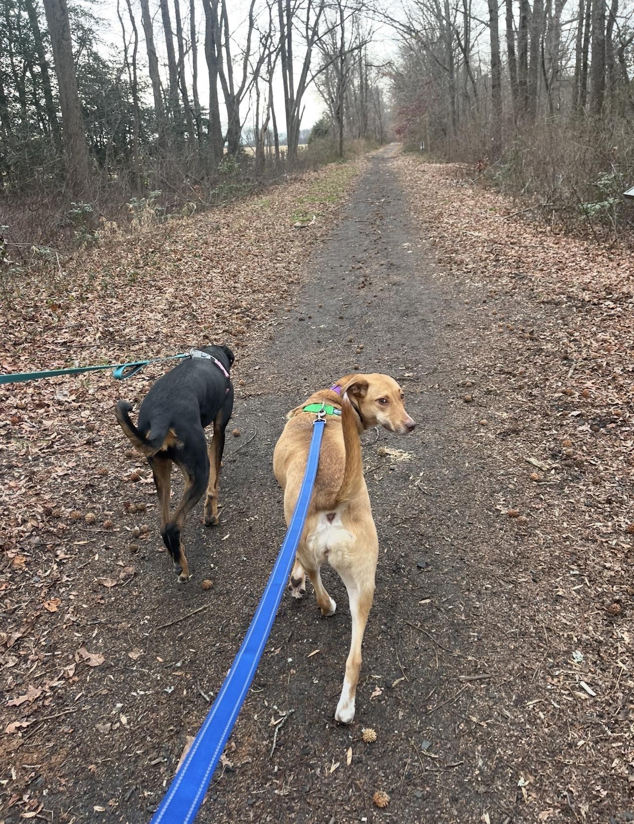 Enlarge Ginger, a Adoptable mixed breed in Bridgeton, NJ image 4/6