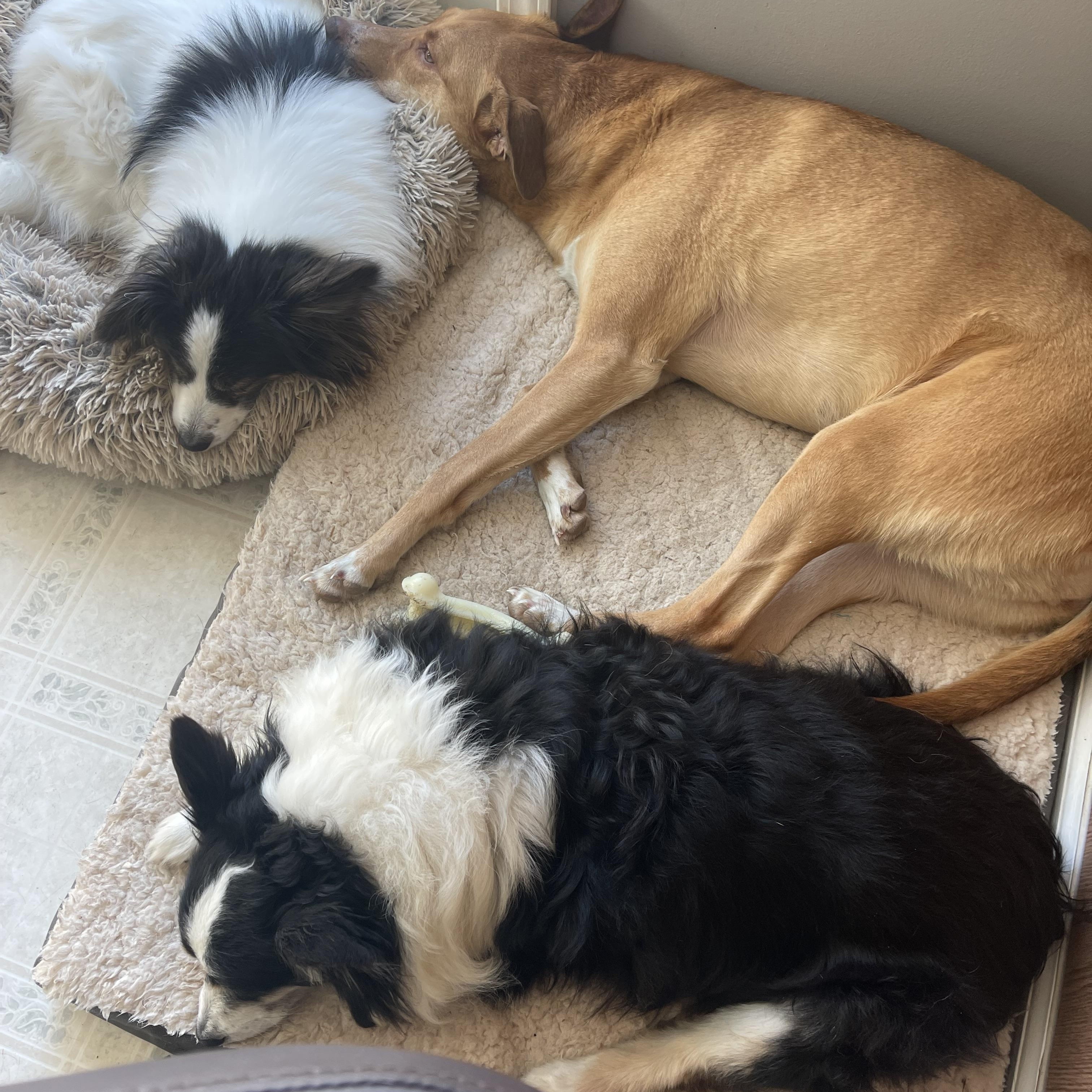 Enlarge Ginger, a Adoptable mixed breed in Bridgeton, NJ image 5/6