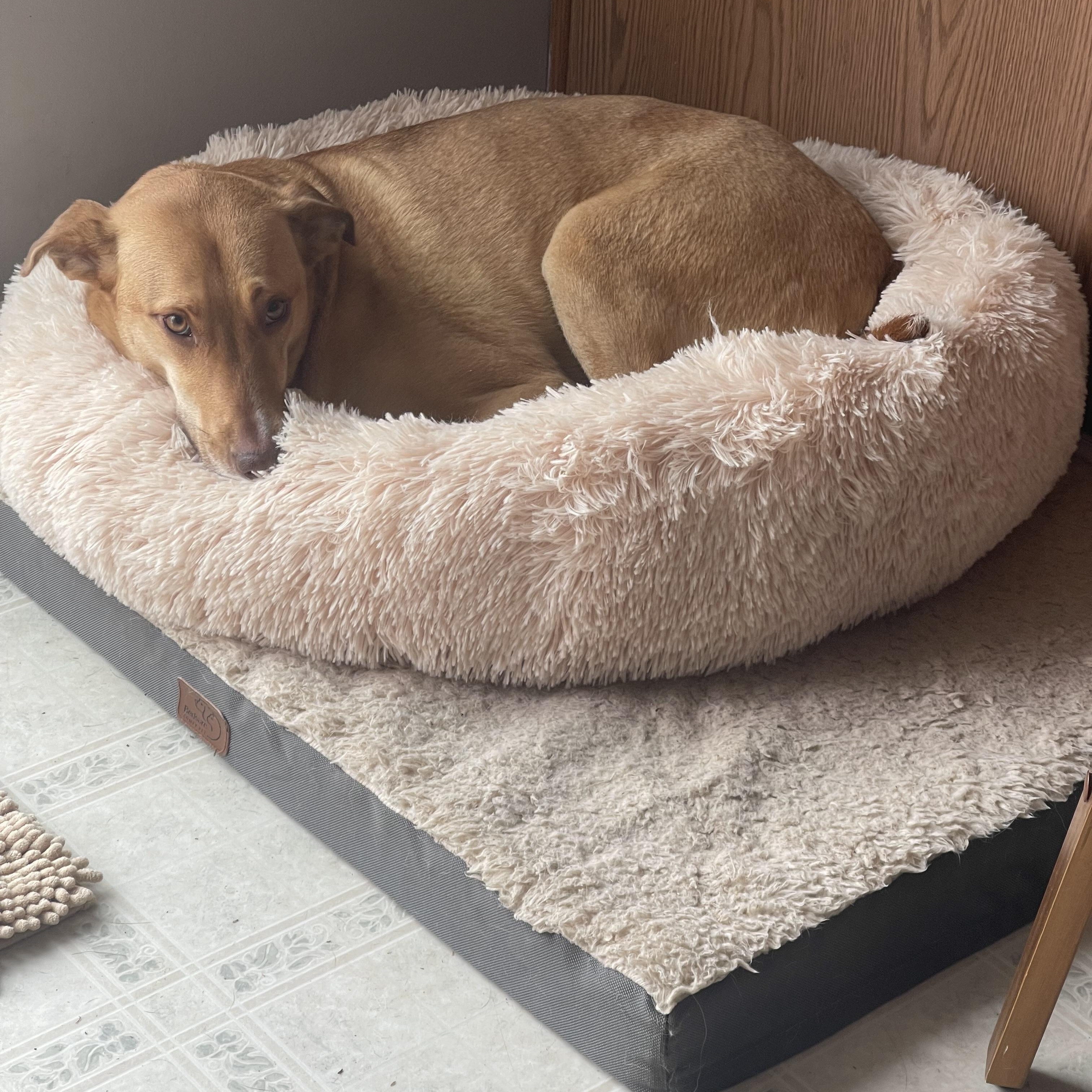 Enlarge Ginger, a Adoptable mixed breed in Bridgeton, NJ image 6/6