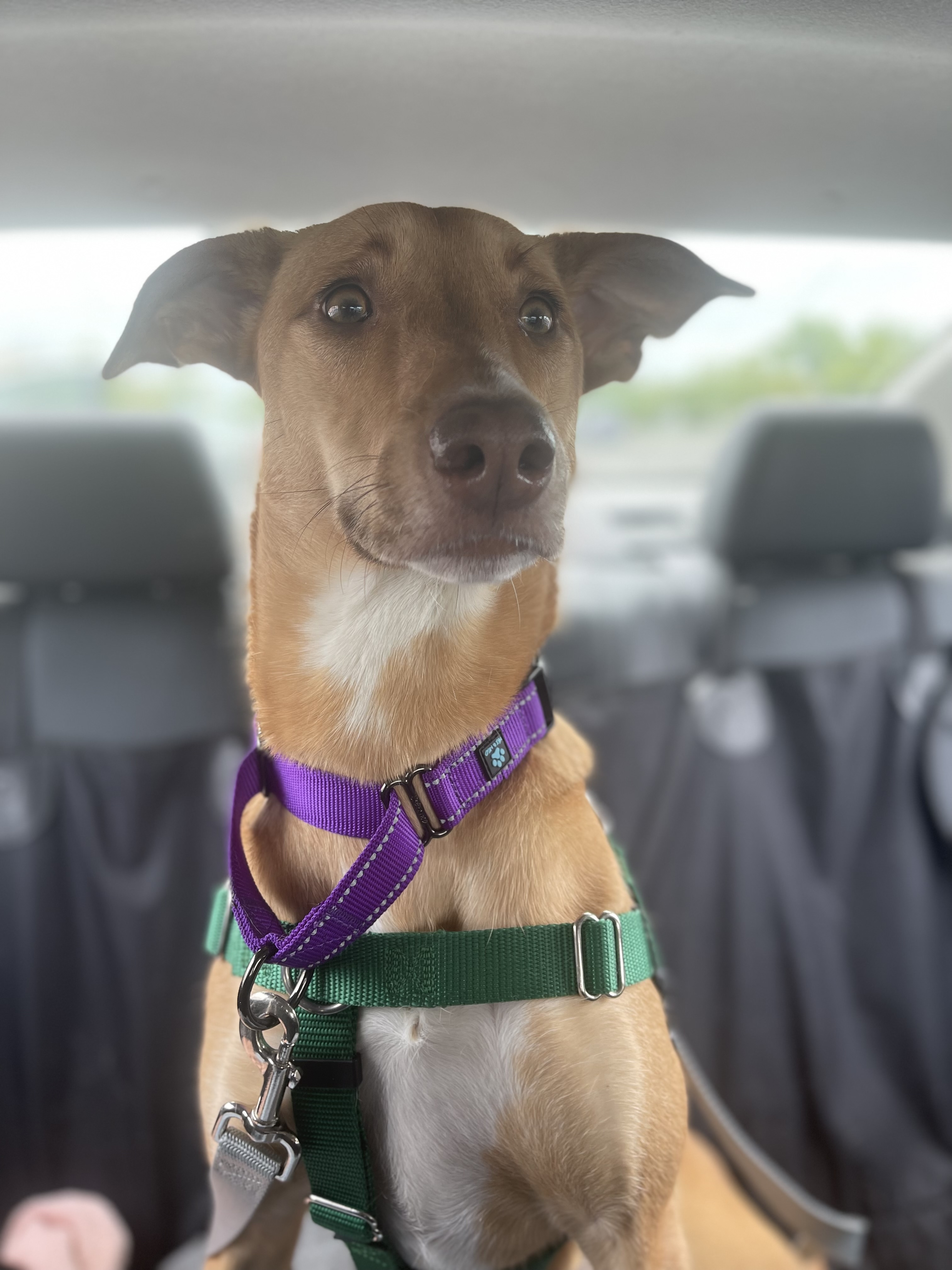 Enlarge Ginger, a Adoptable Mixed Breed image 8/11