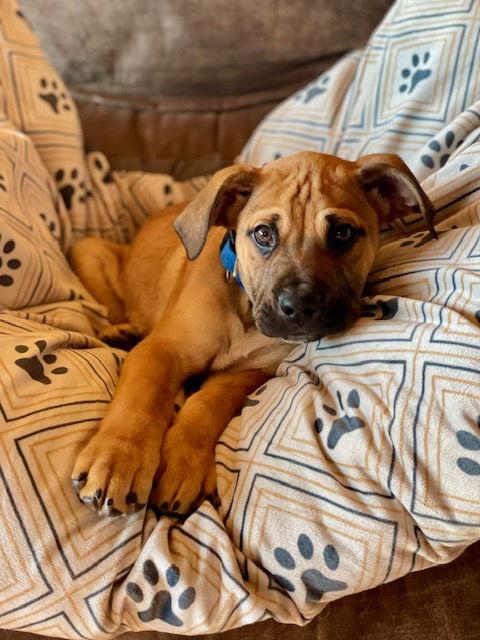 Enlarge PaulyD, a Adoptable mixed breed in Duluth, MN image 1/3