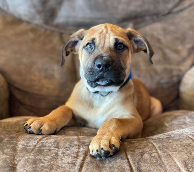 Enlarge PaulyD, a Adoptable mixed breed in Duluth, MN image 2/3