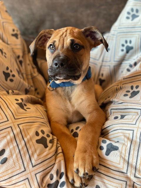 Enlarge PaulyD, a Adoptable mixed breed in Duluth, MN image 3/3