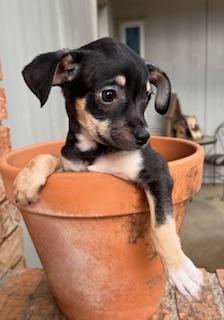 Enlarge JUMPER, a ADOPTABLE mixed breed in fort worth, TX image 2/3