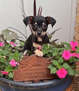 Enlarge JUMPER, a ADOPTABLE mixed breed in fort worth, TX image 3/3