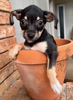 Enlarge JUMPER, a ADOPTABLE mixed breed in fort worth, TX image 1/3