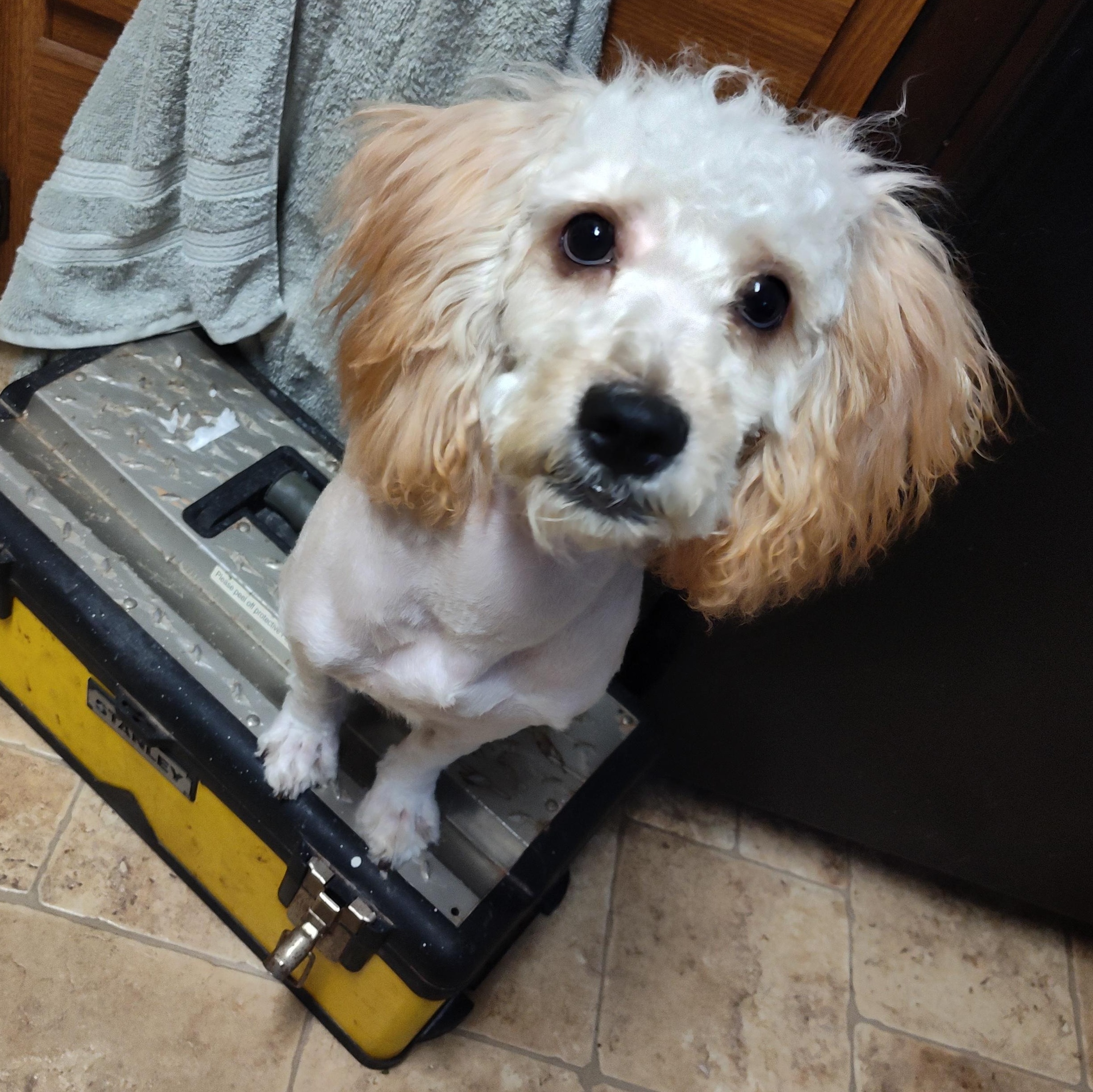 Enlarge Churro, an adopted mixed breed in Addison, IL image 5/6