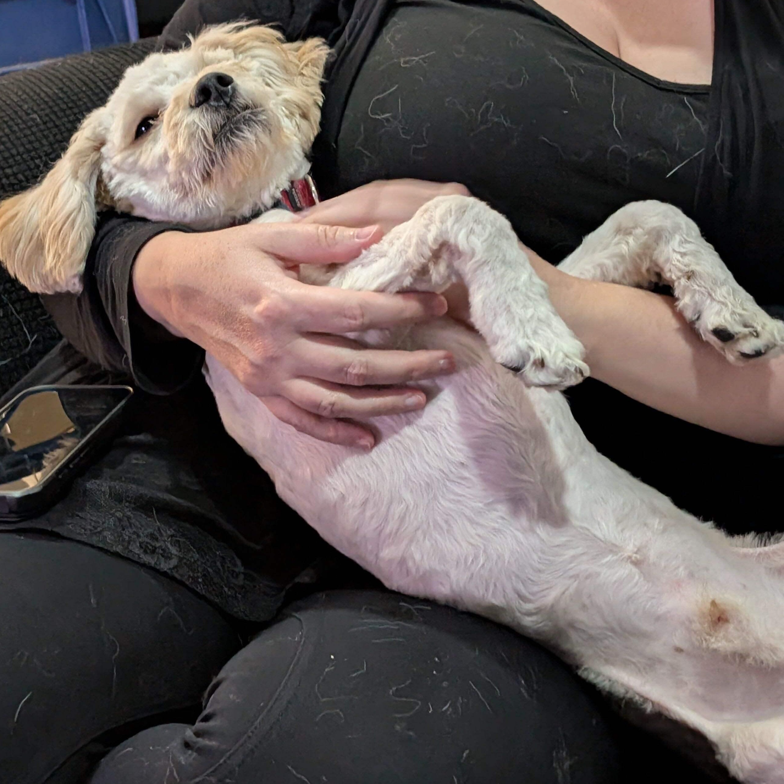 Enlarge Churro, an adopted mixed breed in Addison, IL image 2/6