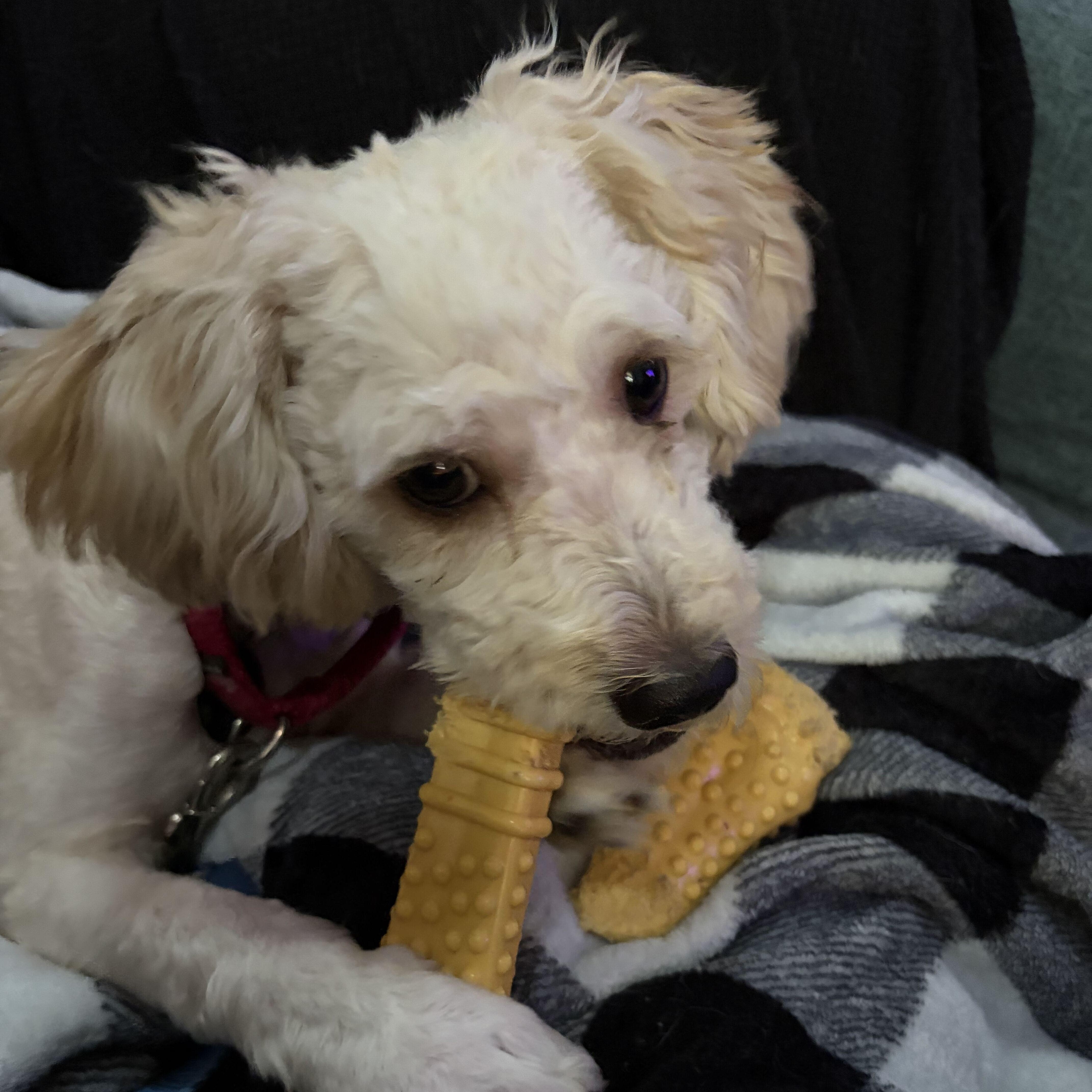 Enlarge Churro, an adopted mixed breed in Addison, IL image 4/6