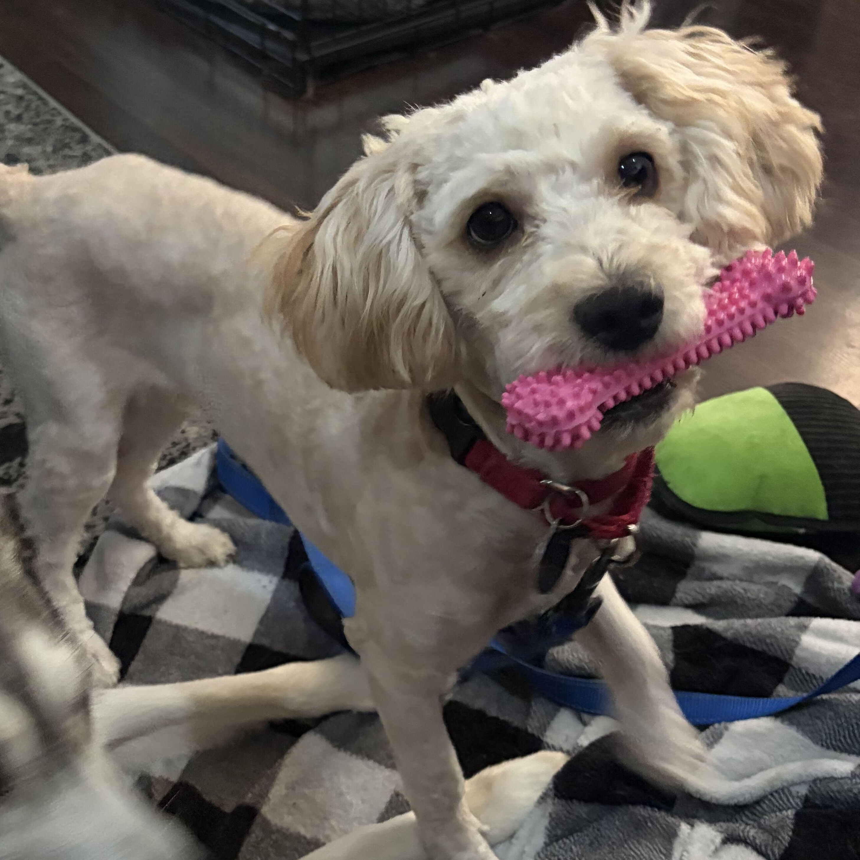Enlarge Churro, an adopted mixed breed in Addison, IL image 3/6