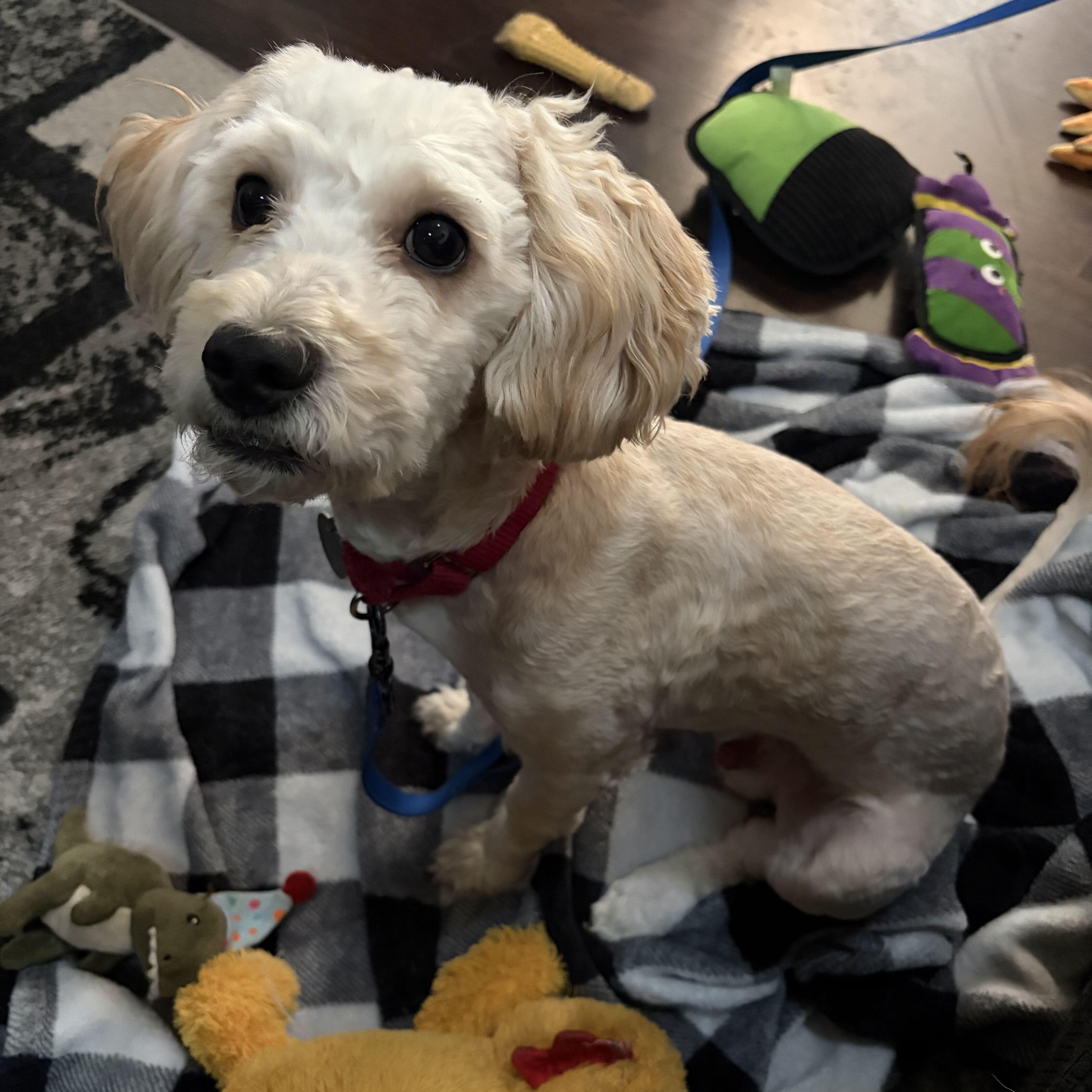 Churro, adopted, Young Male Cockapoo.