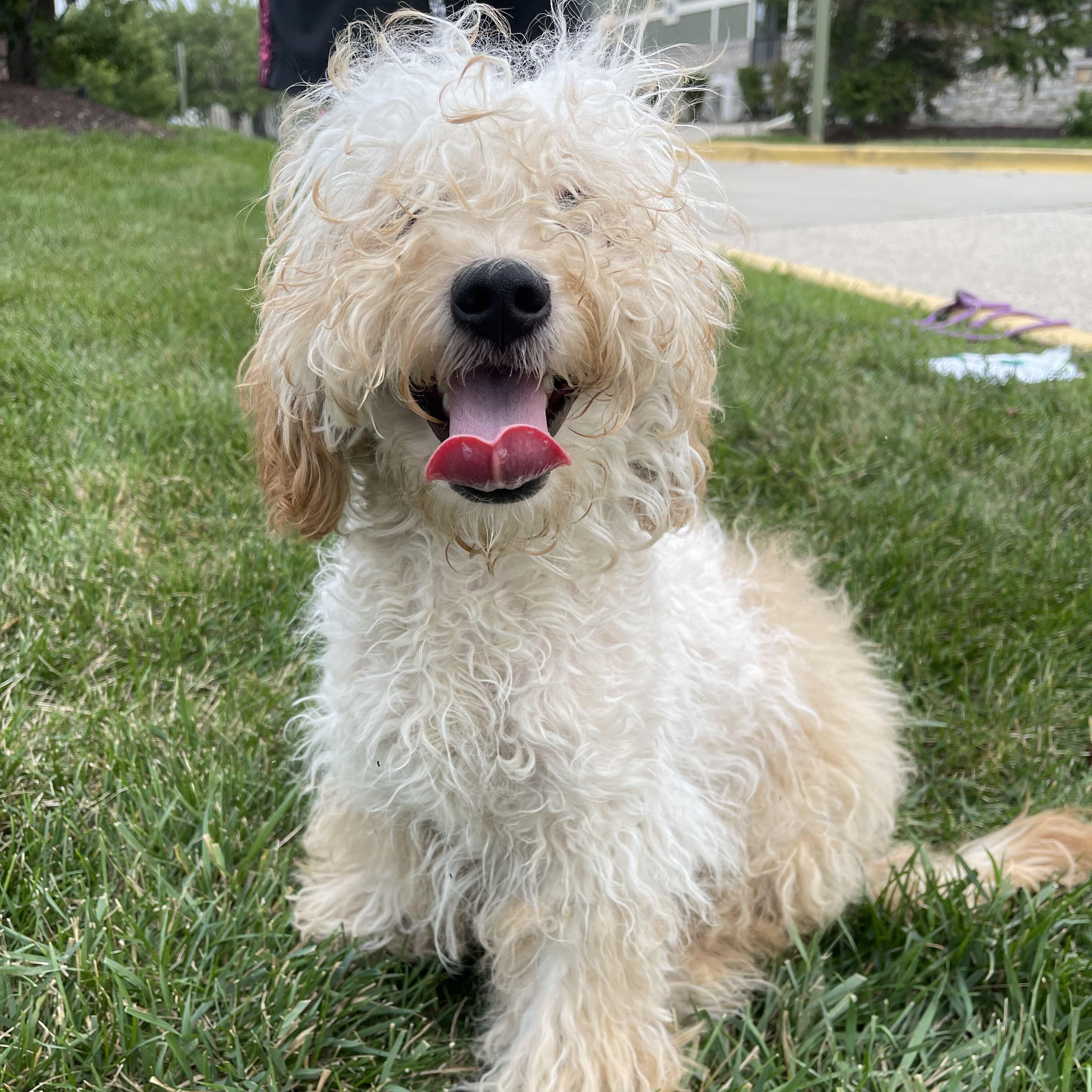 Enlarge Churro, an adopted mixed breed in Addison, IL image 6/6