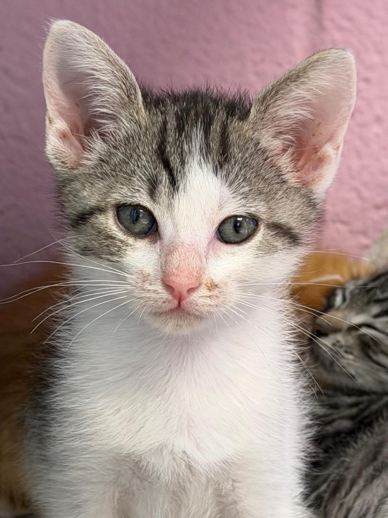 Aviator, Adoptable, Kitten Male Domestic Short Hair.