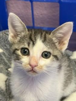 Enlarge Aviator, a Adoptable mixed breed in Sherwood, AR image 3/4