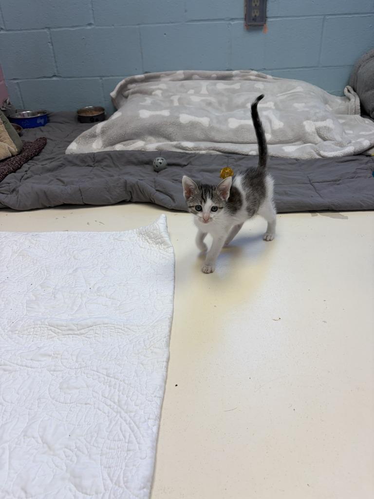 Enlarge Aviator, a Adoptable mixed breed in Sherwood, AR image 4/4