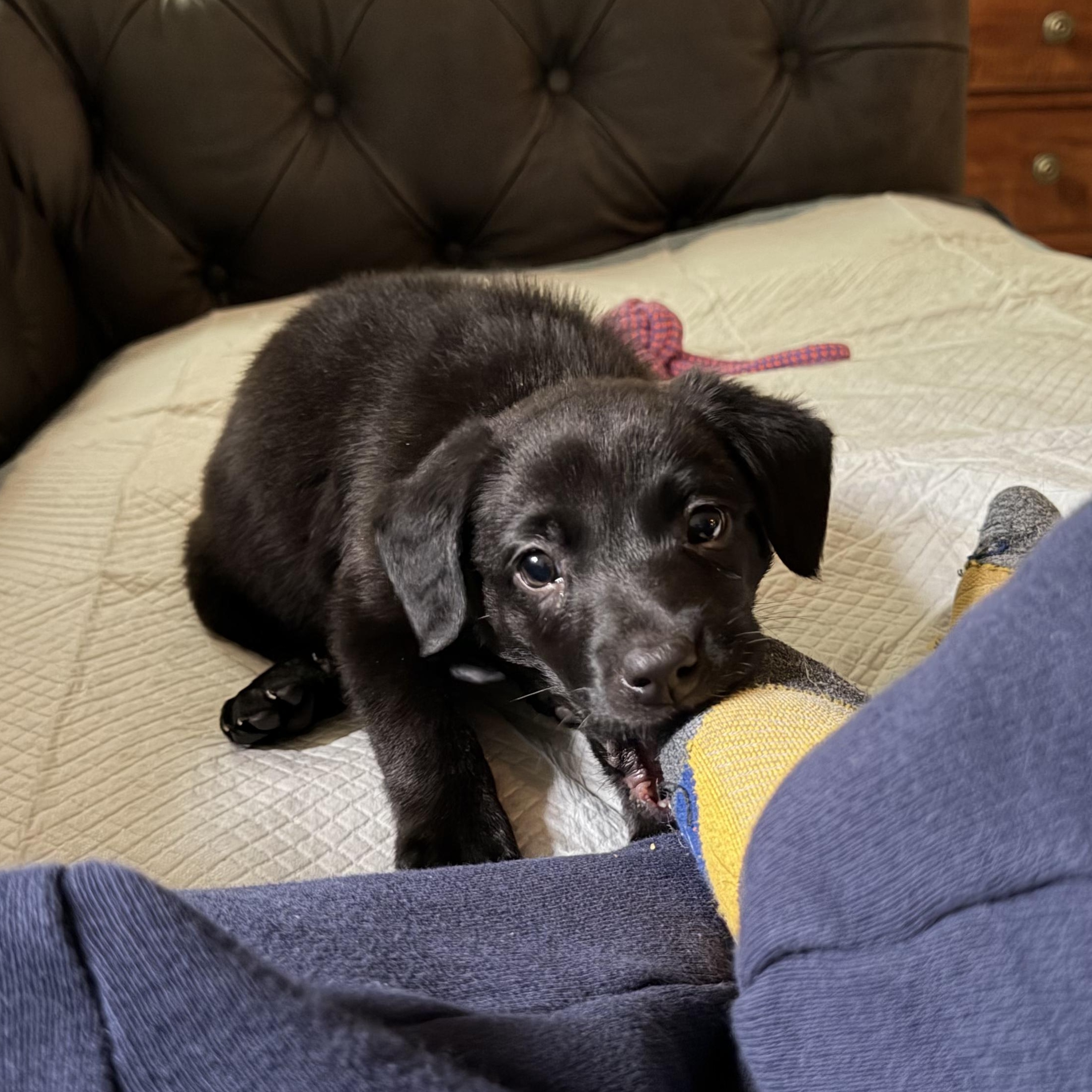 Acadia, Adoptable, Puppy Female Hound.