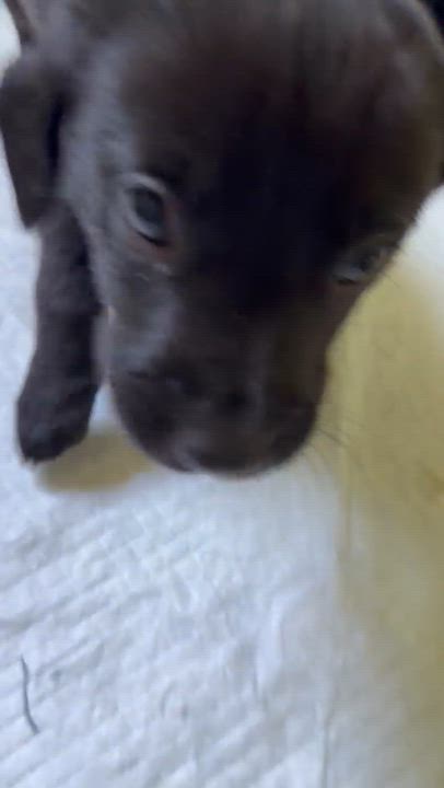 Enlarge Acadia, a Adoptable mixed breed in Richmond, VA video 4/4