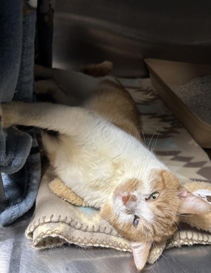 Leo, Adoptable, Young Male Domestic Short Hair.